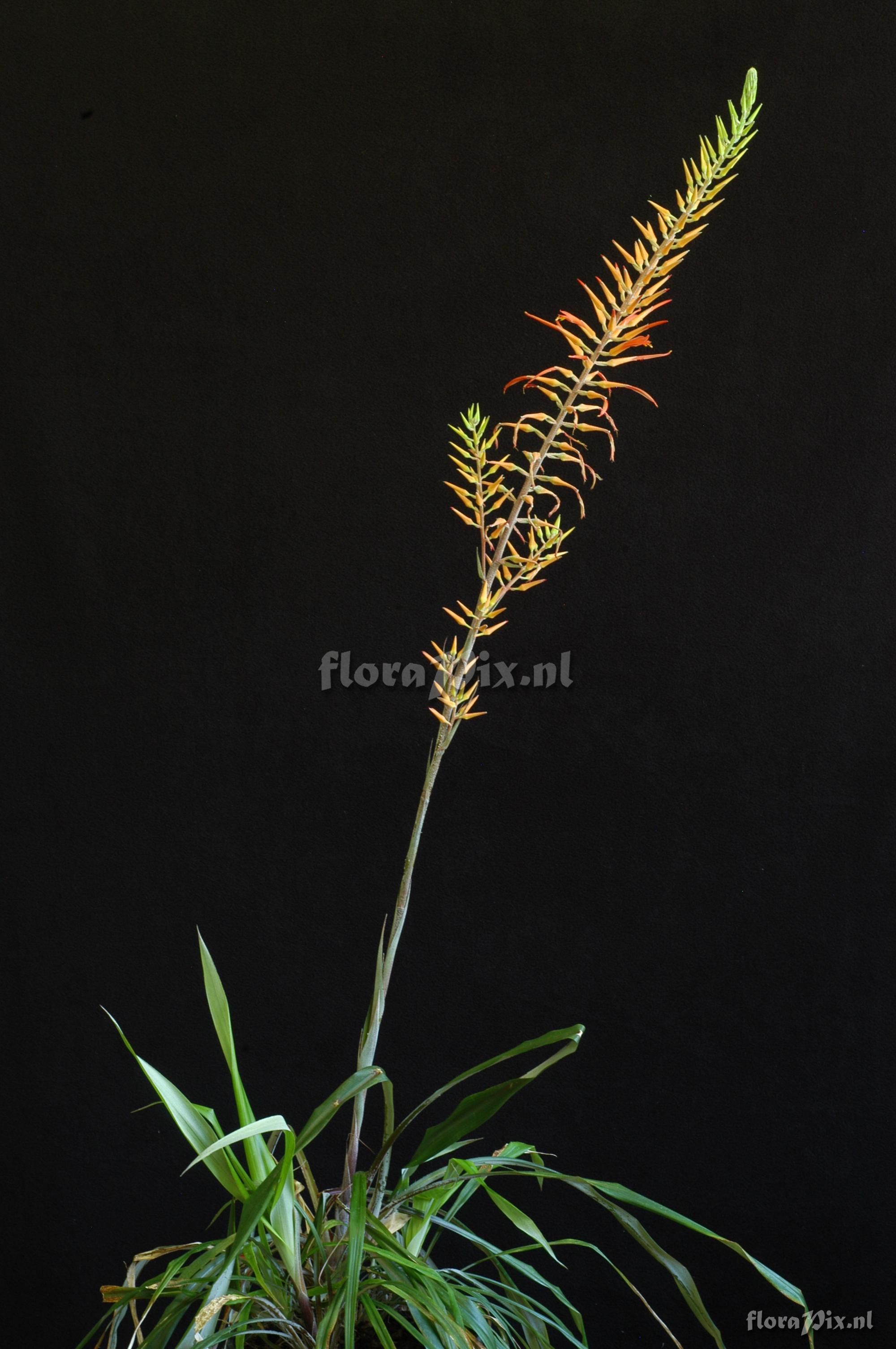 Pitcairnia aff. amblyosperma