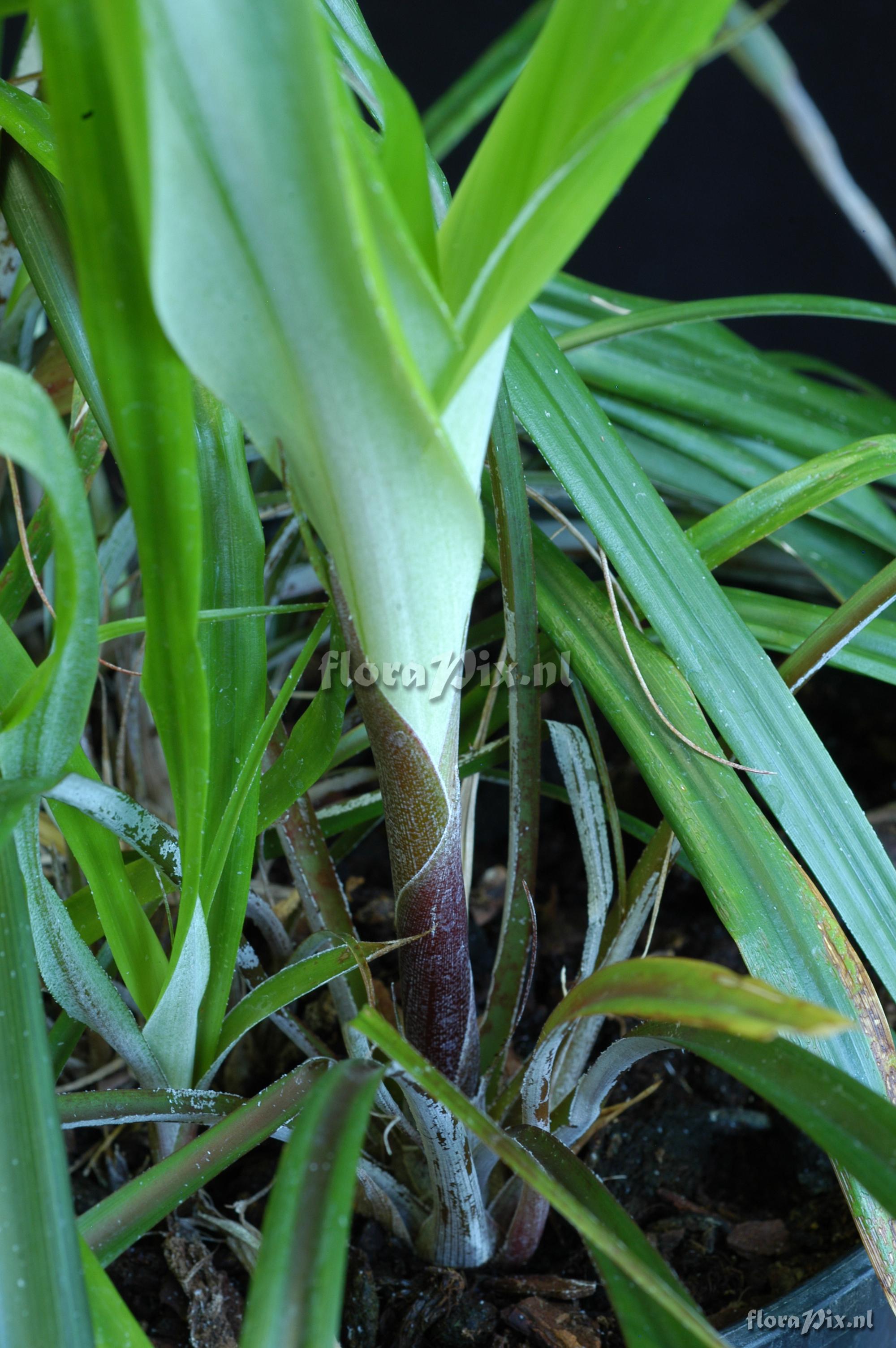 Pitcairnia aff. lechleri