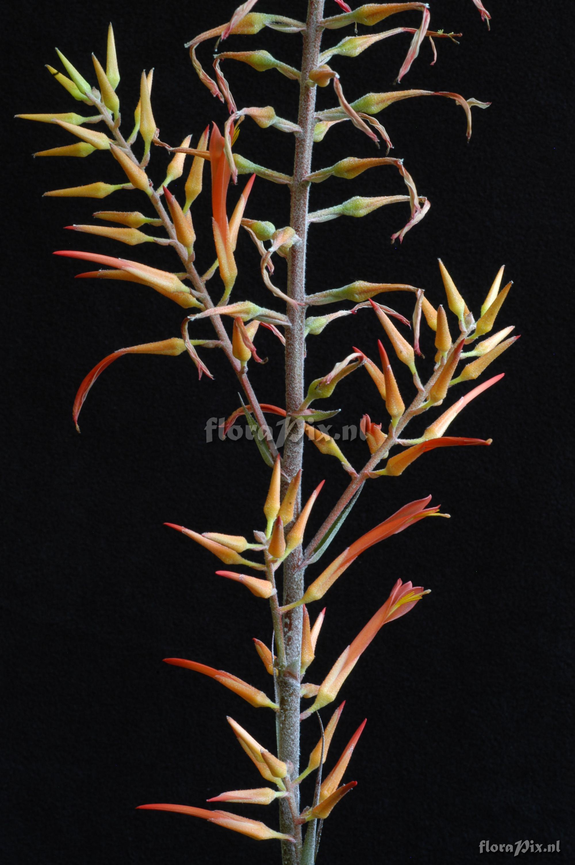 Pitcairnia aff. amblyosperma