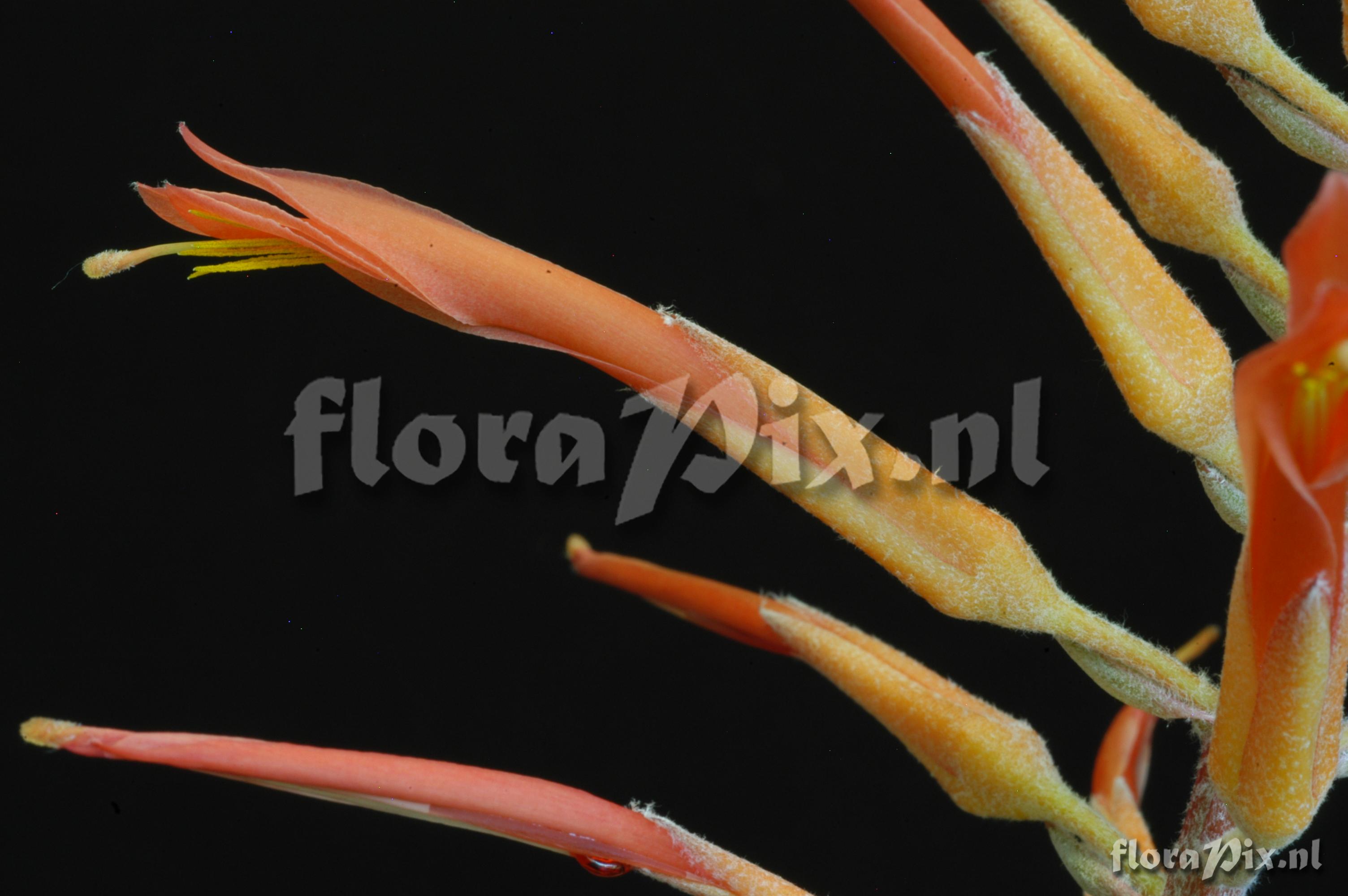 Pitcairnia aff. lechleri