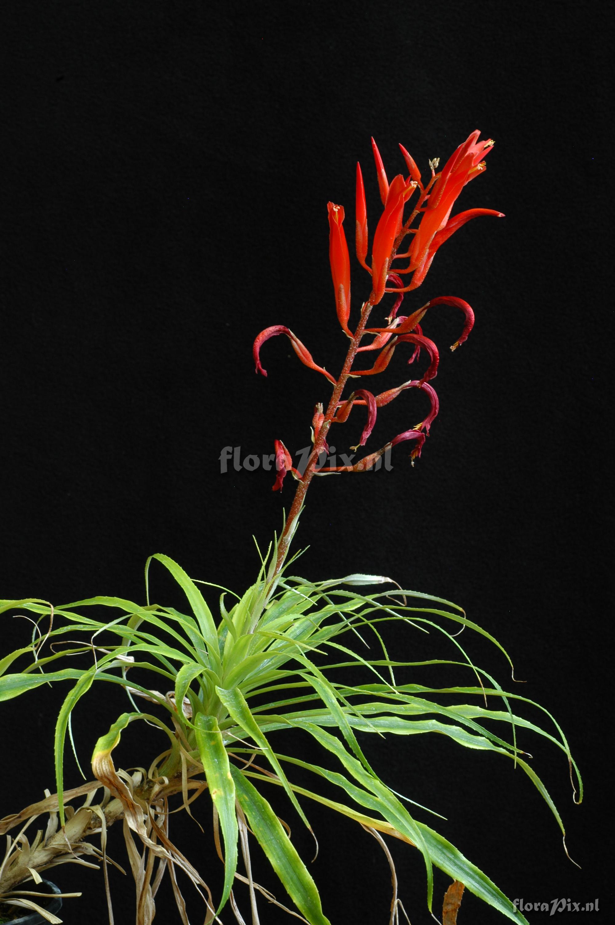 Pitcairnia aphelandriflora x Pitcairnia spec.