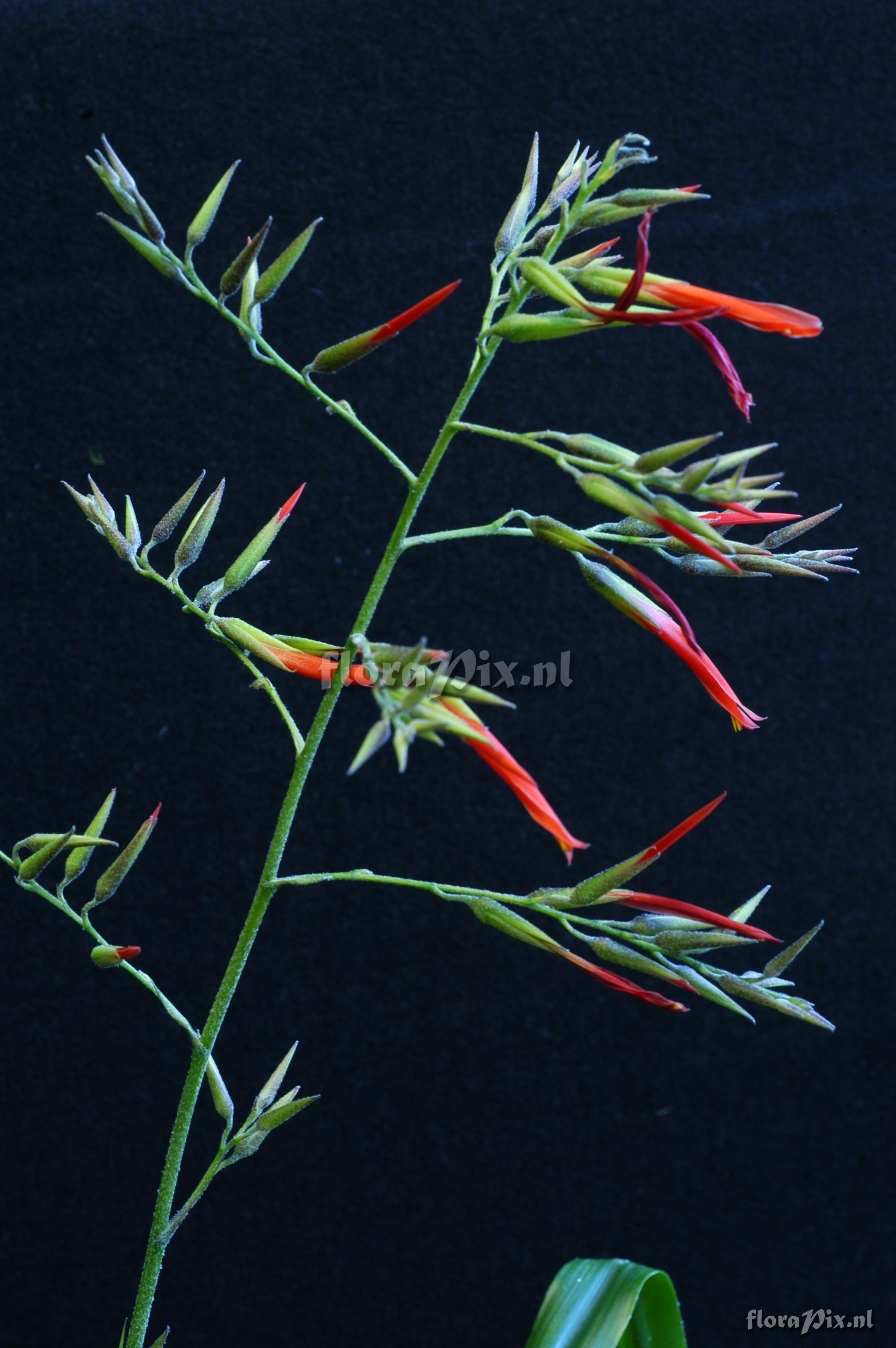 Pitcairnia cf. angustifolia