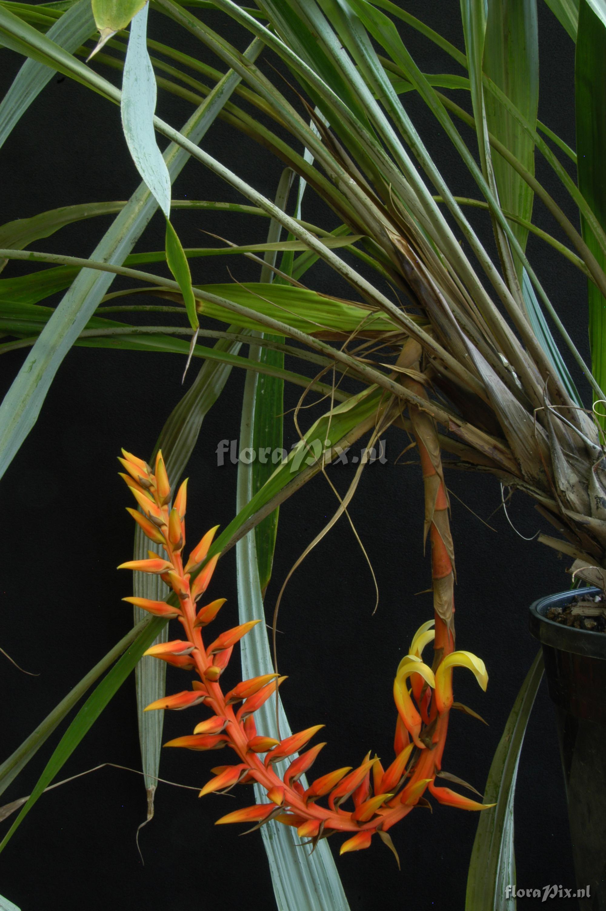 Pitcairnia elvirae