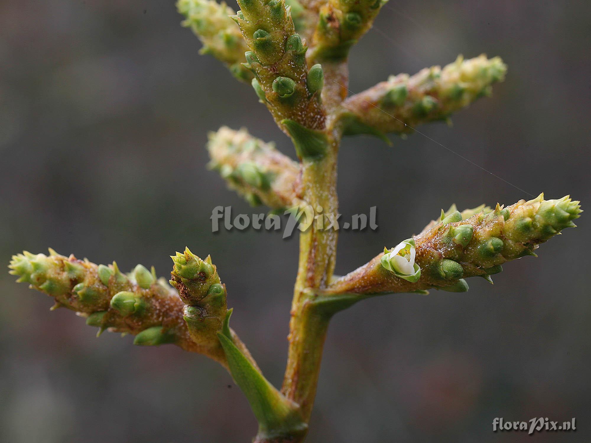 Brocchinia acuminata