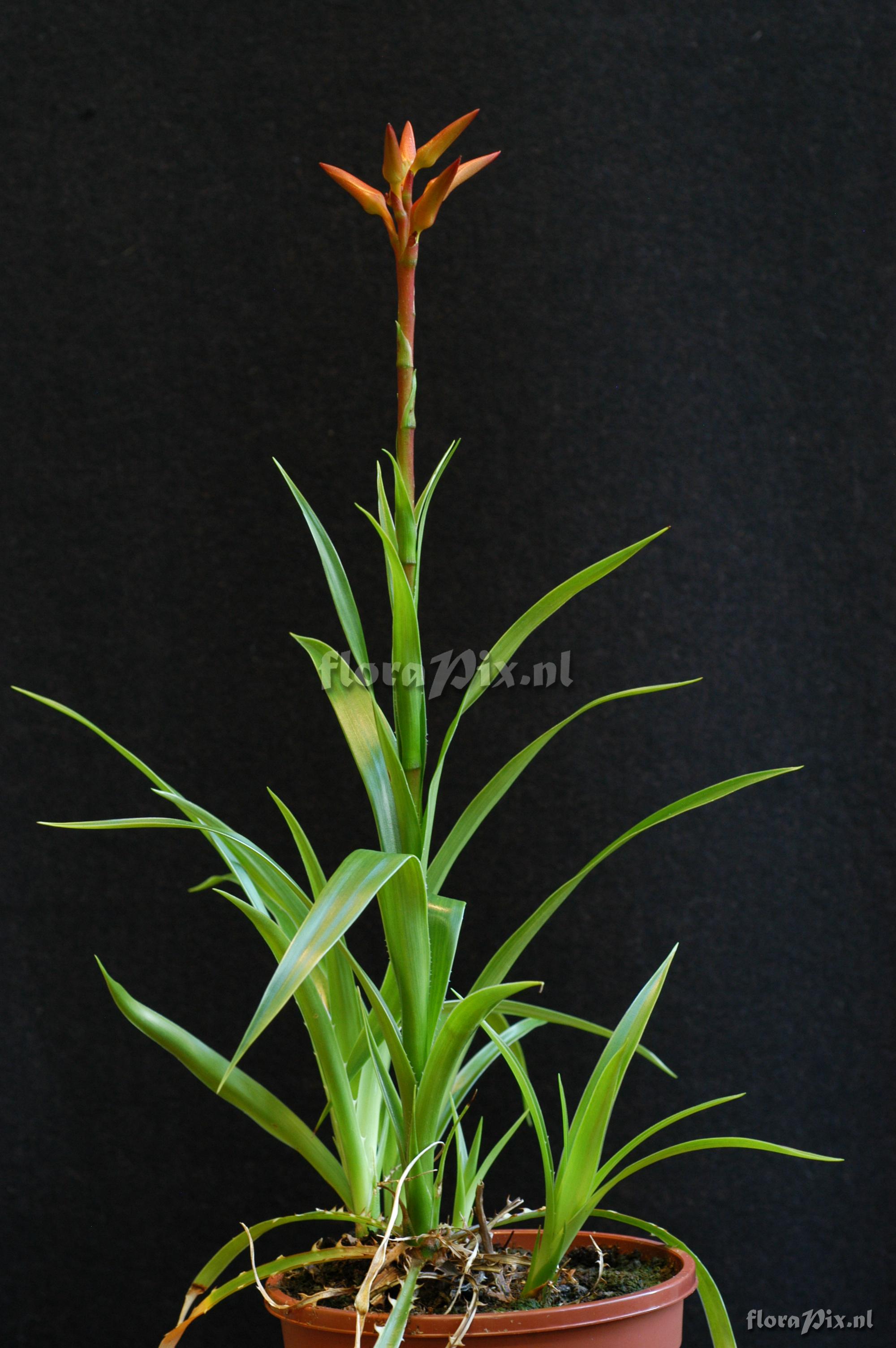 Pitcairnia feliciana