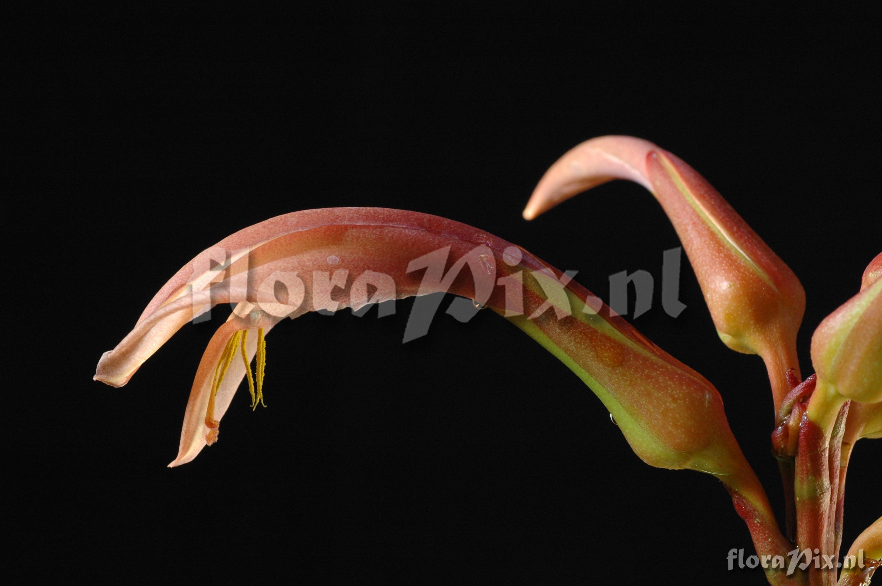 Pitcairnia feliciana 2007GR01344