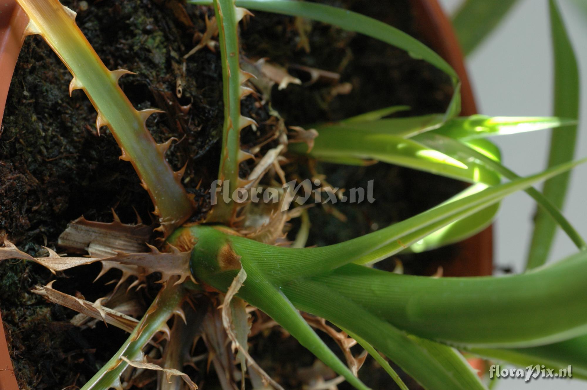 Pitcairnia feliciana 2007GR01344
