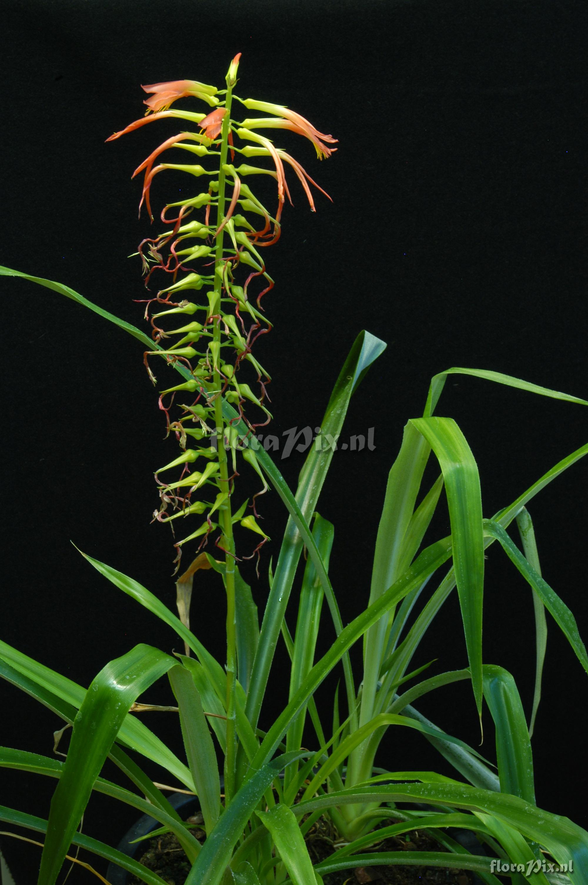 Pitcairnia flammea var. roezlii