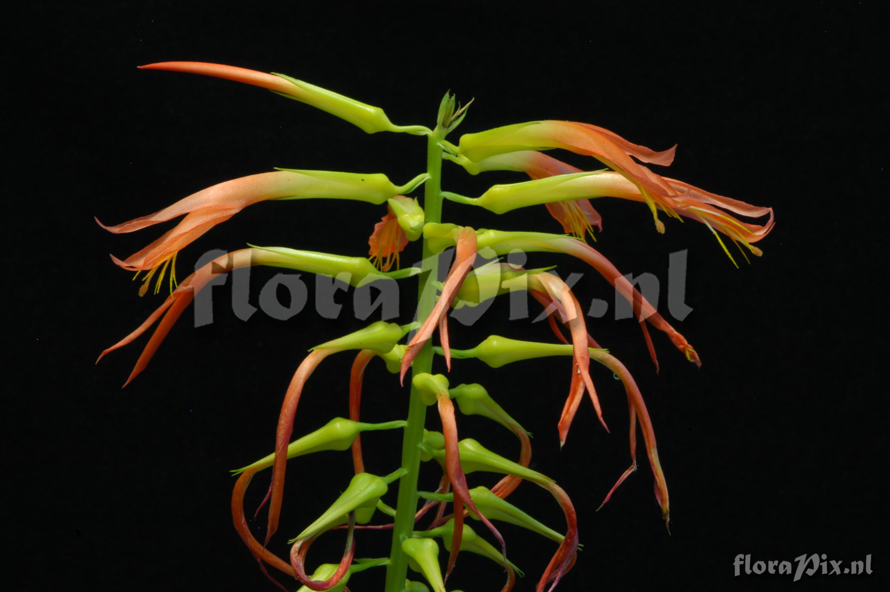 Pitcairnia flammea var. roezlii