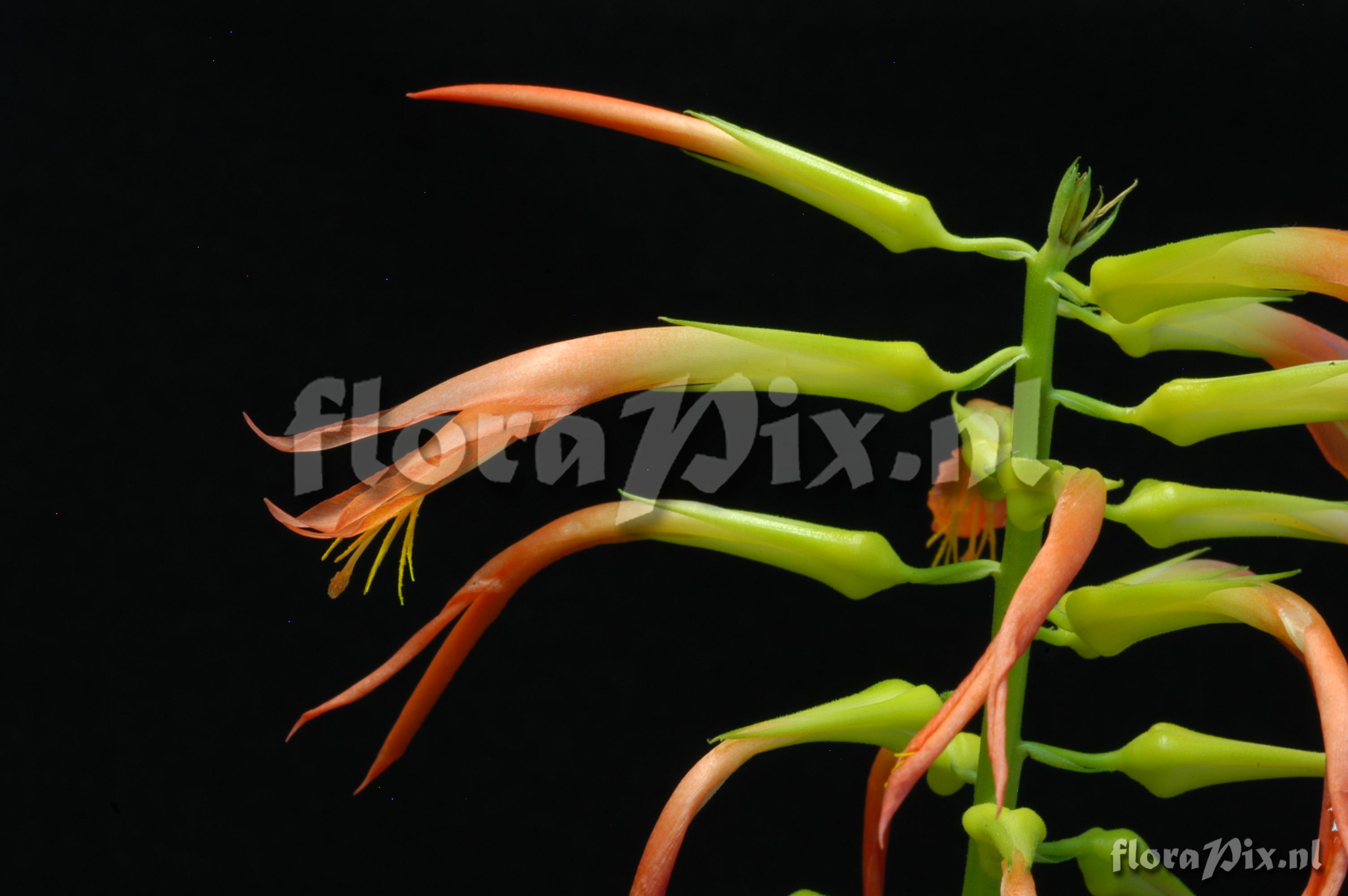 Pitcairnia flammea var. roezlii