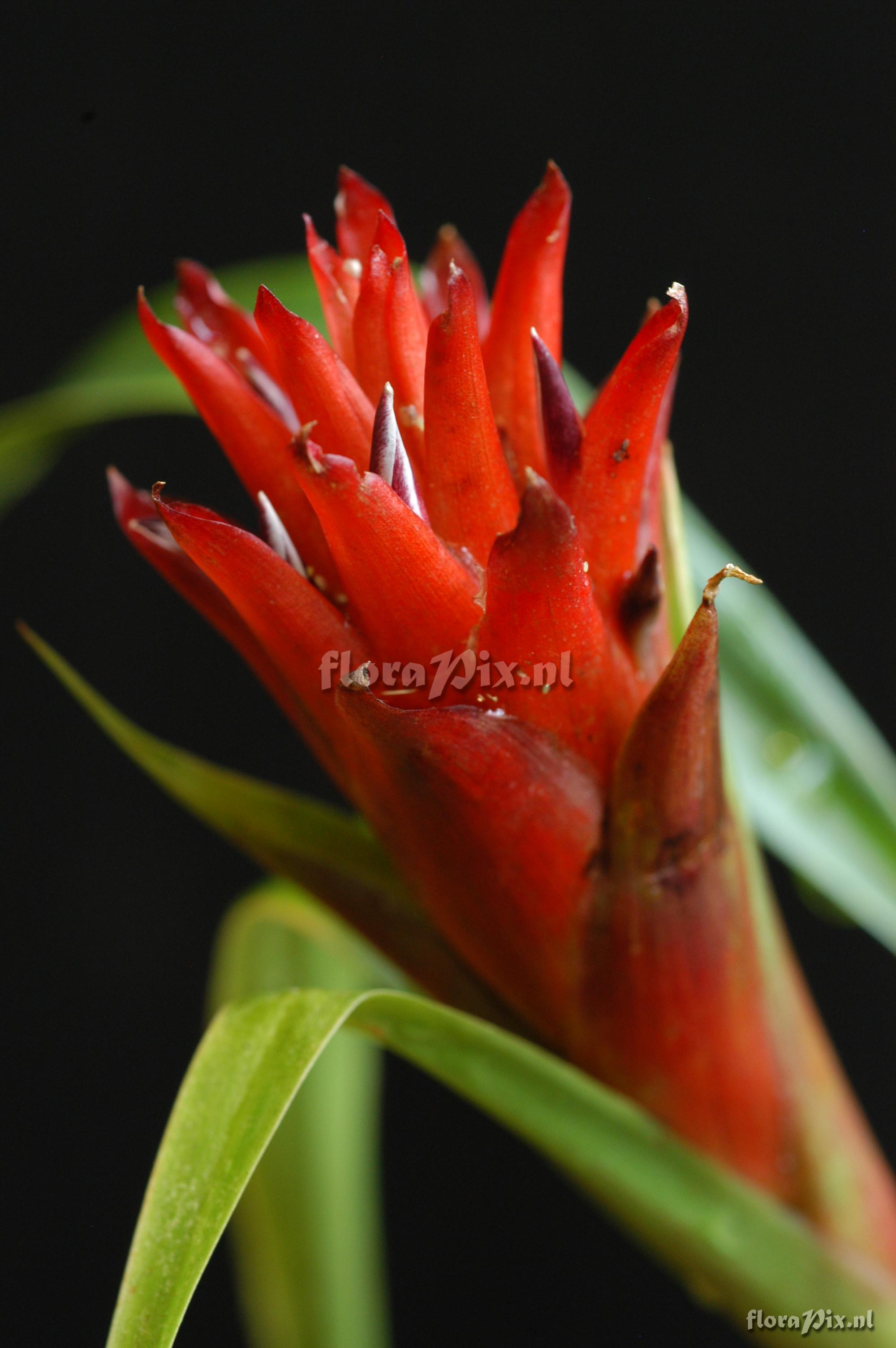 Pitcairnia hitchcockiana