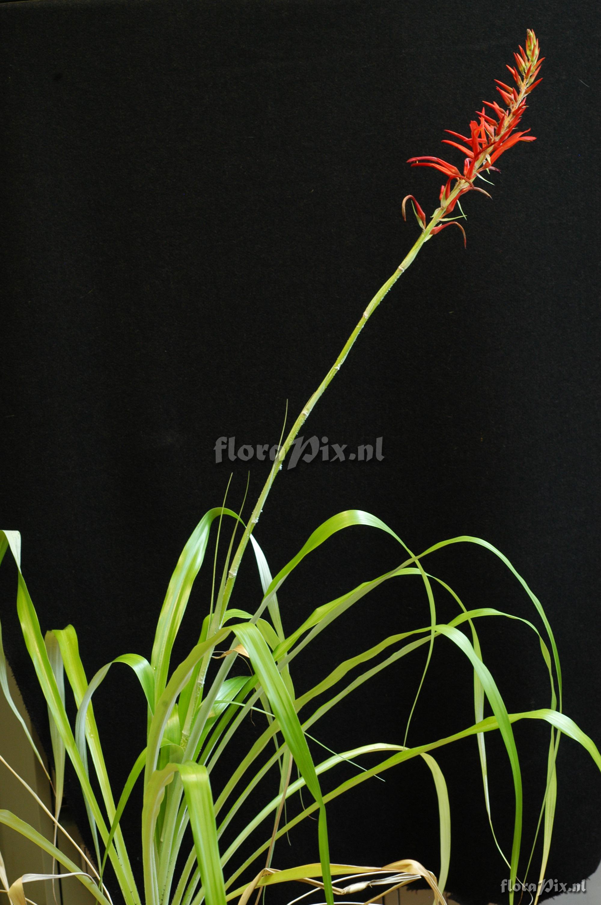 Pitcairnia spicata