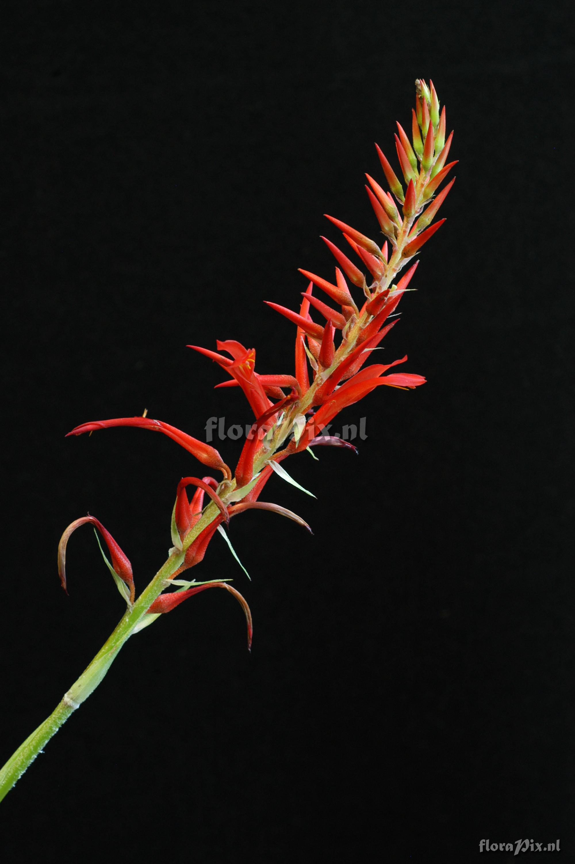 Pitcairnia spicata