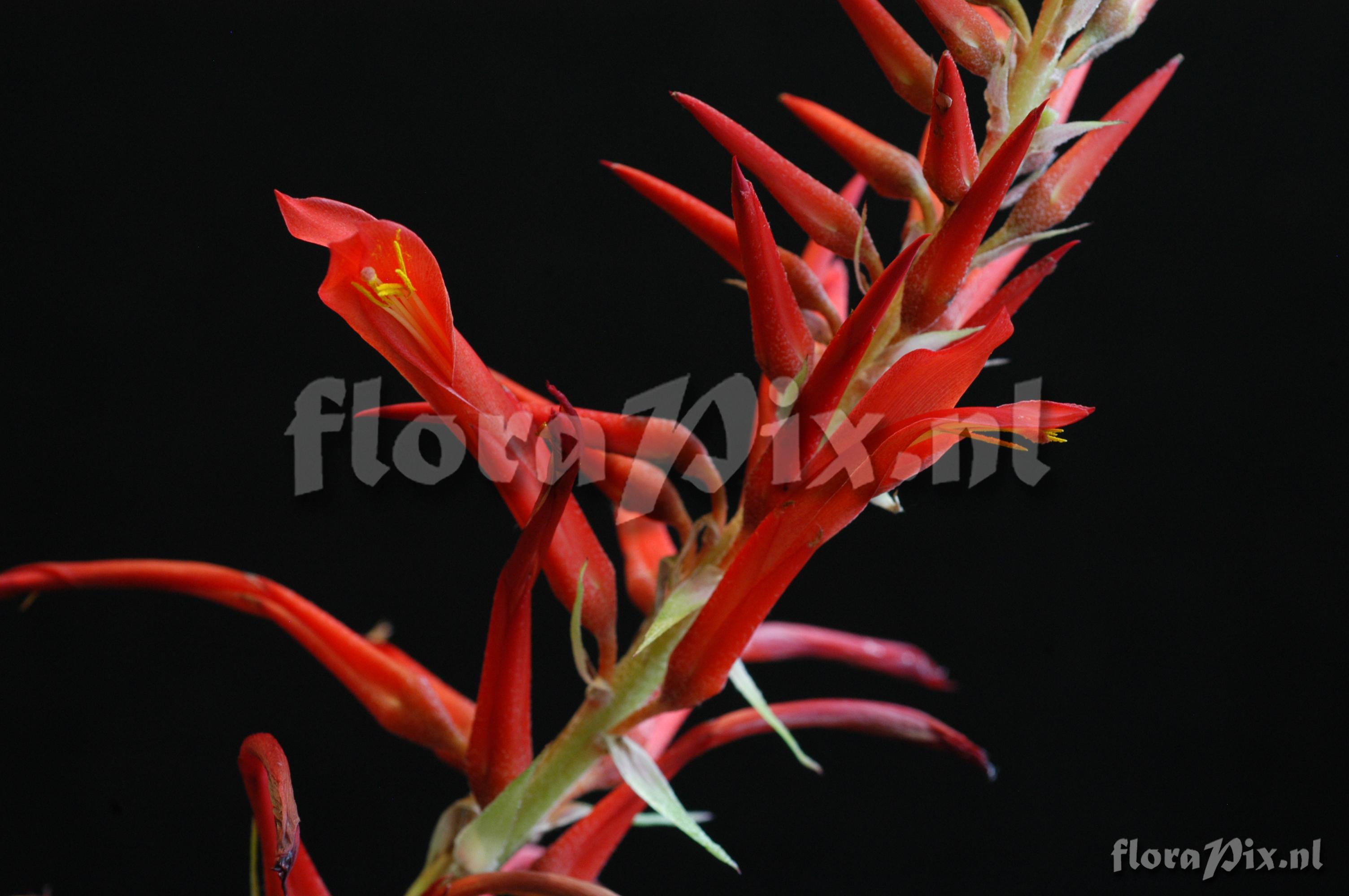 Pitcairnia spicata