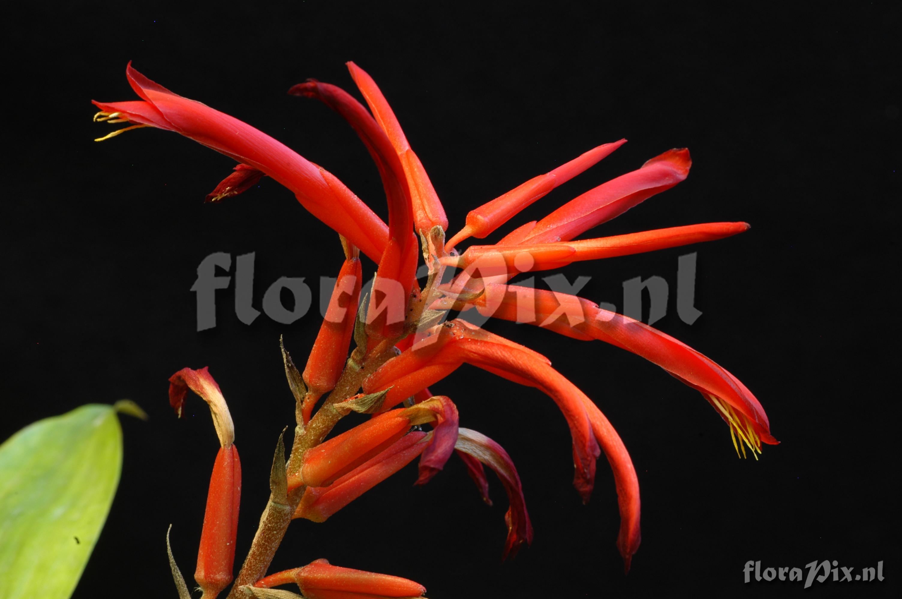 Pitcairnia sprucei