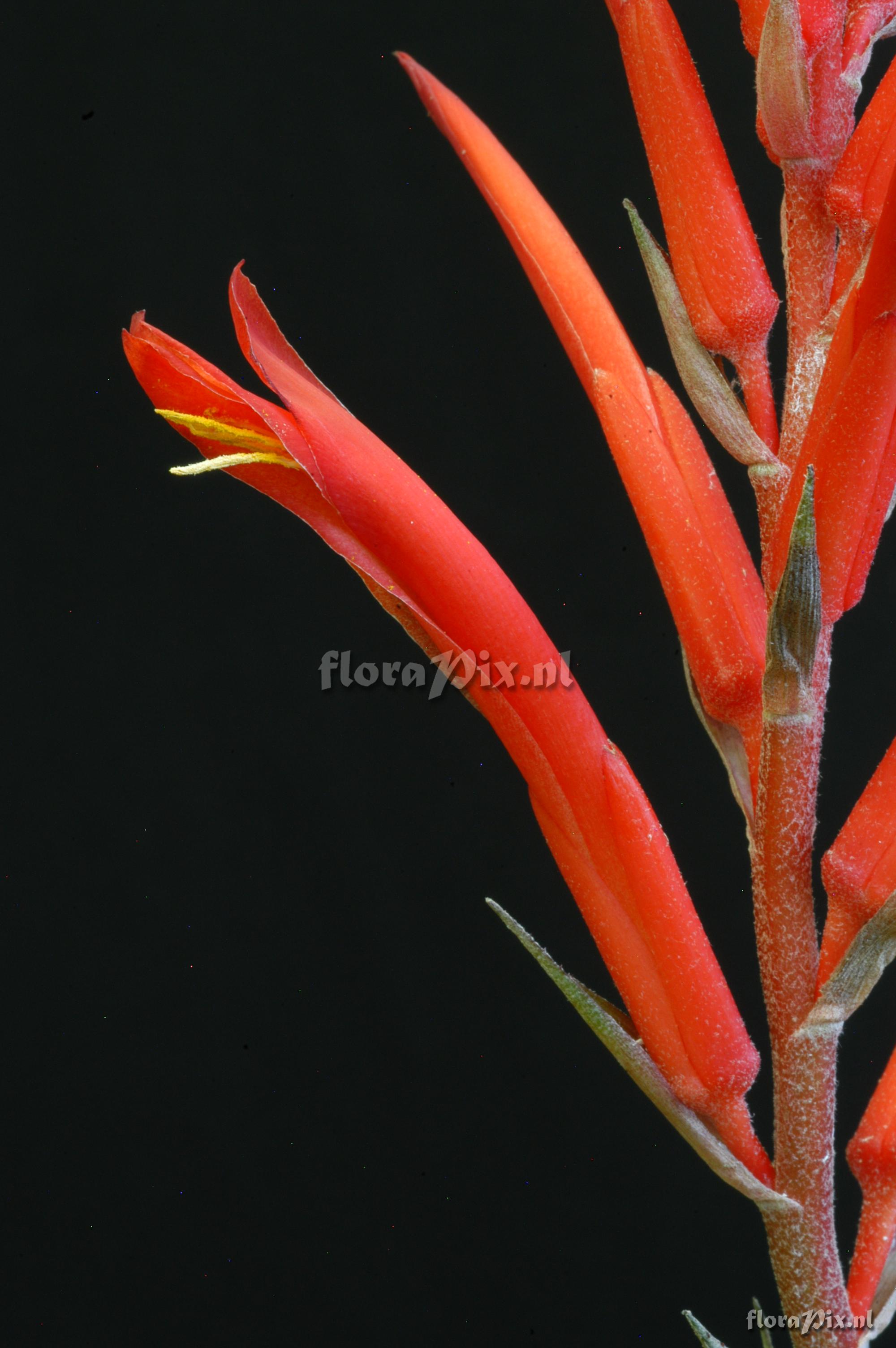 Pitcairnia sprucei