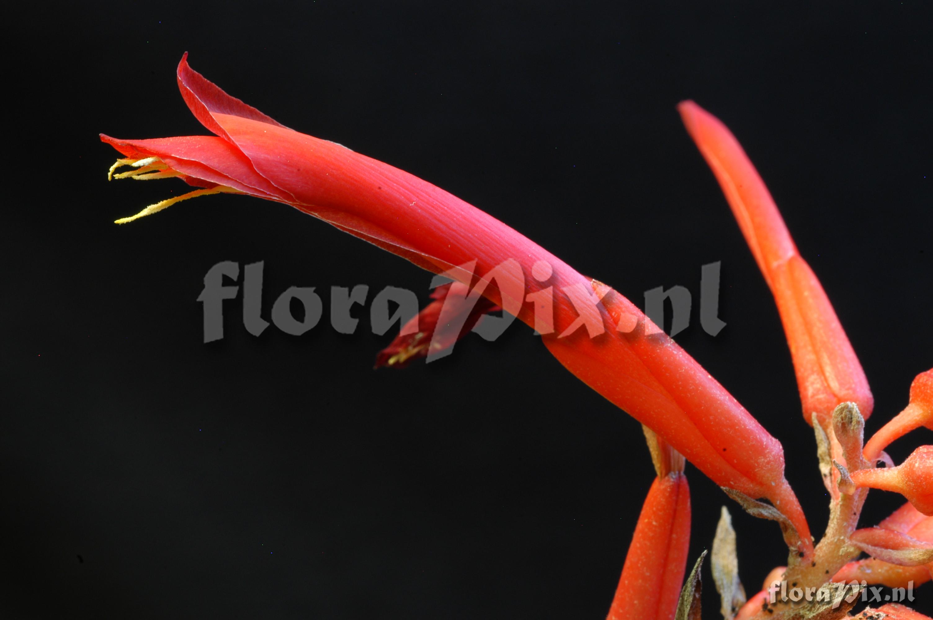 Pitcairnia sprucei