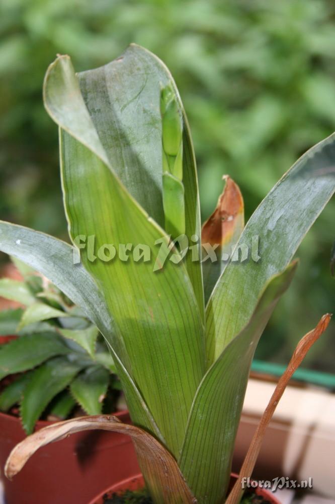 Brocchinia hechtioides