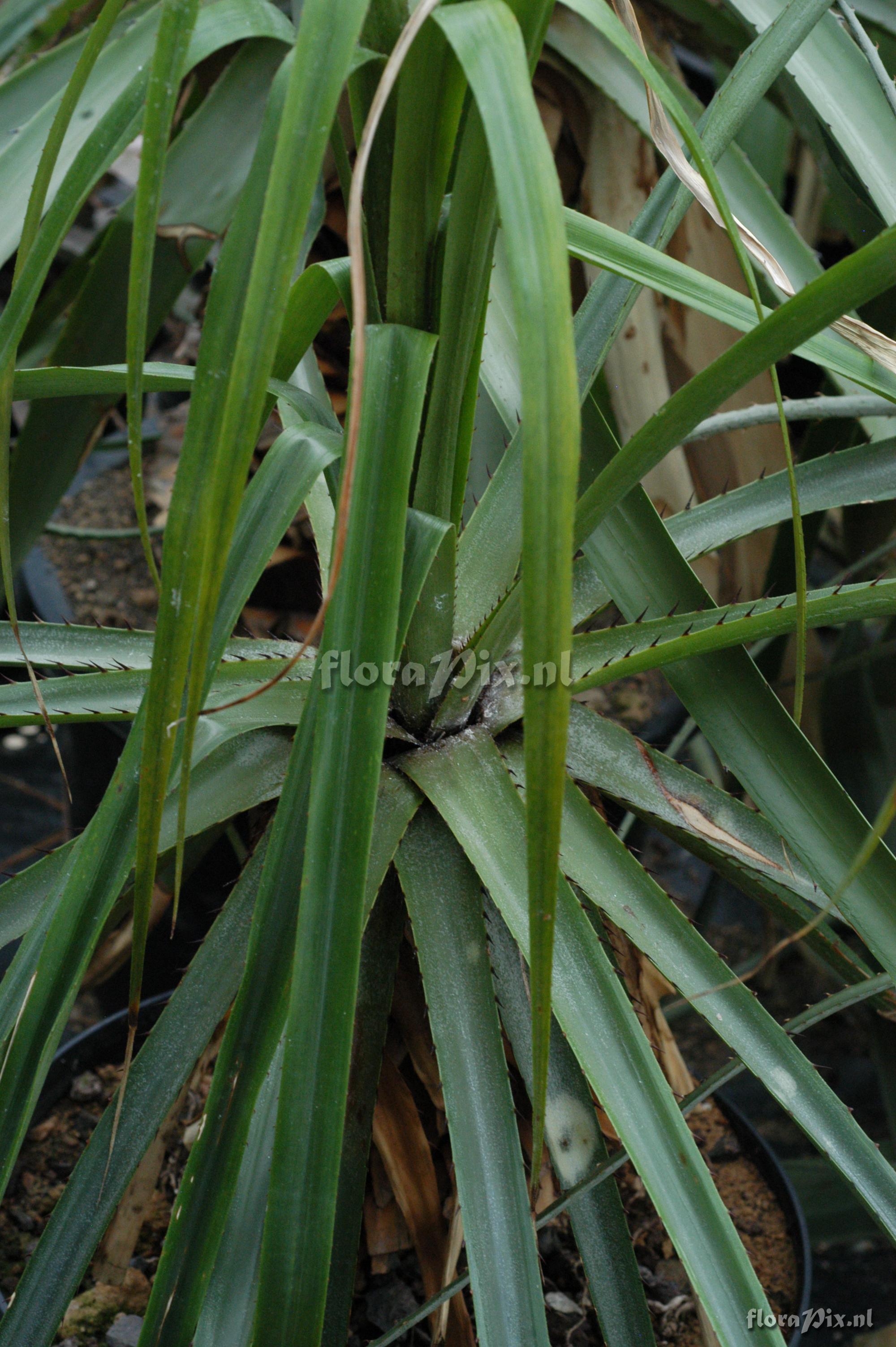 Puya ferruginea