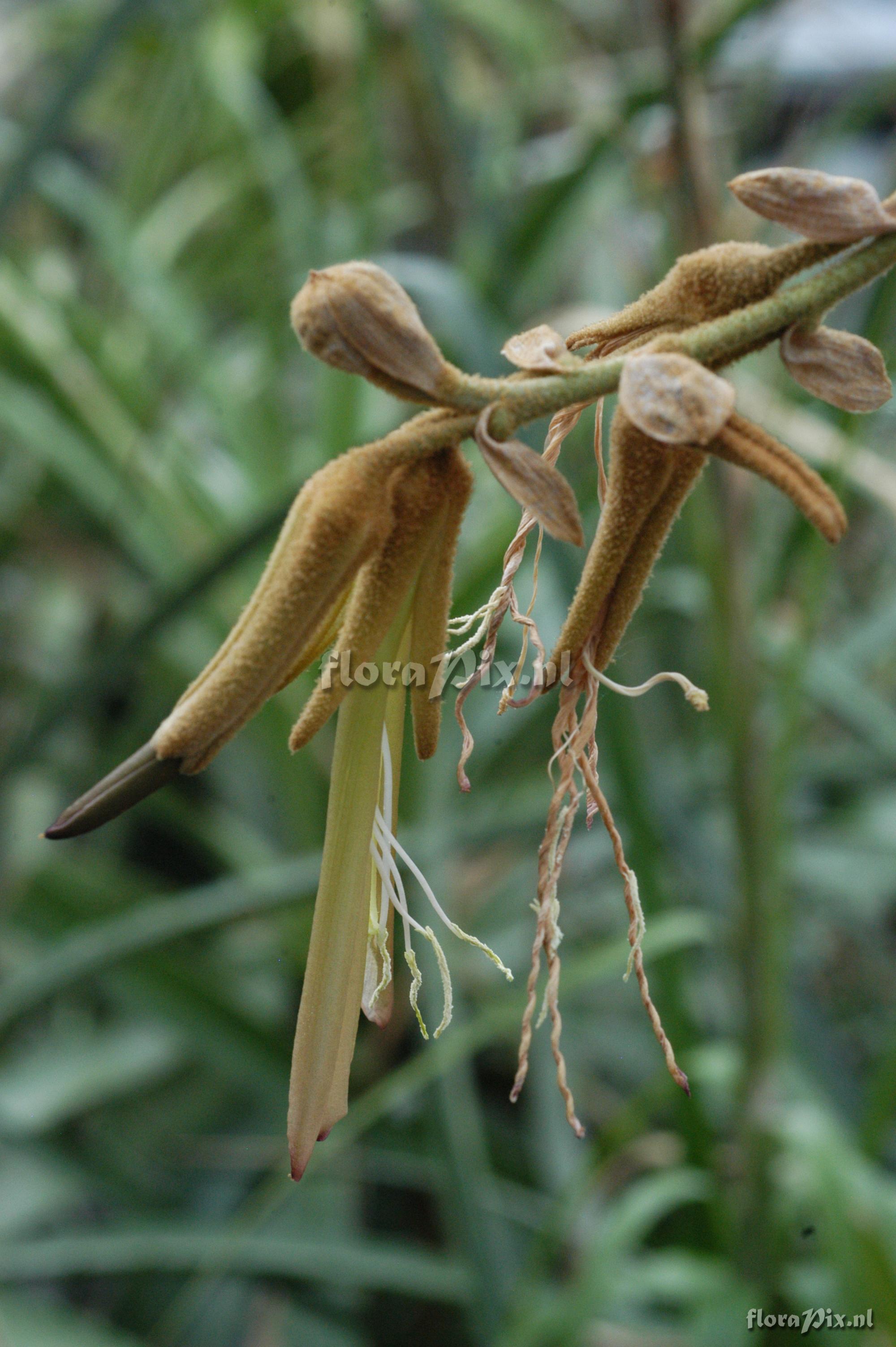 Puya ferruginea