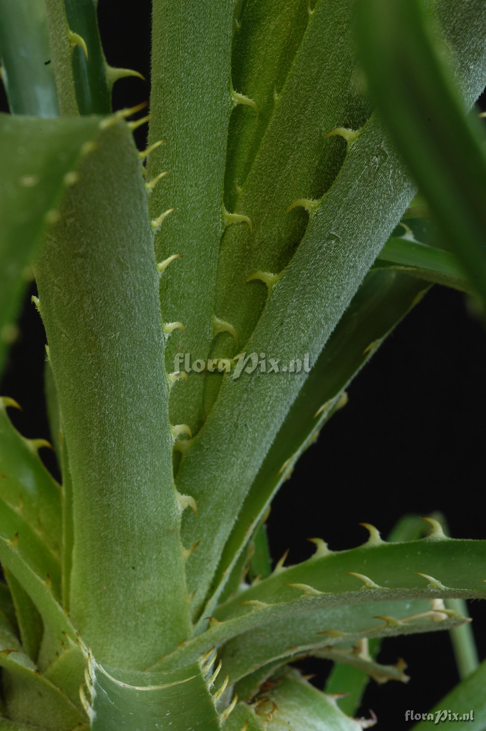 Puya floccosa