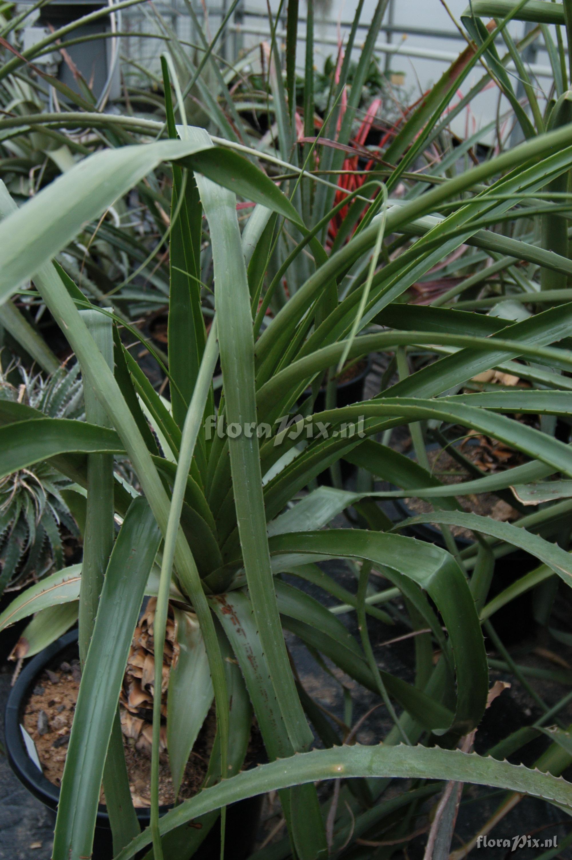 Puya secunda