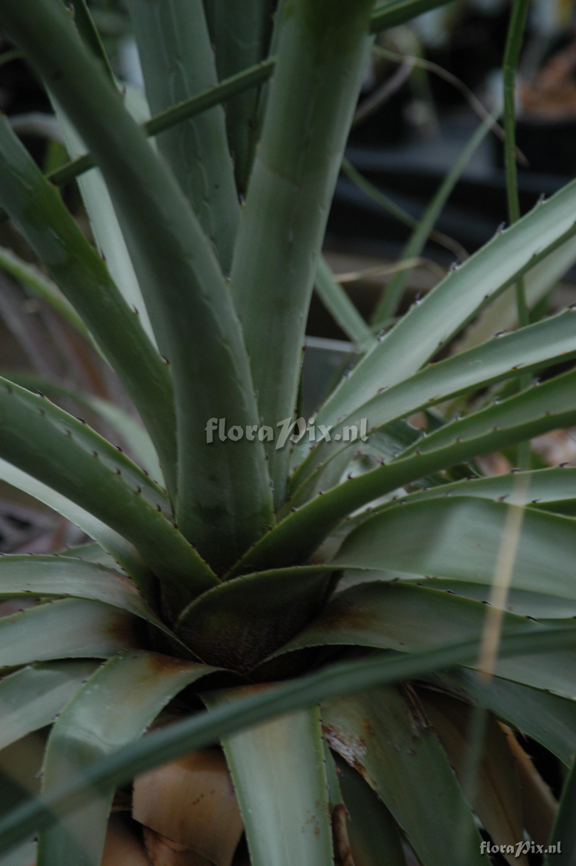 Puya spec.