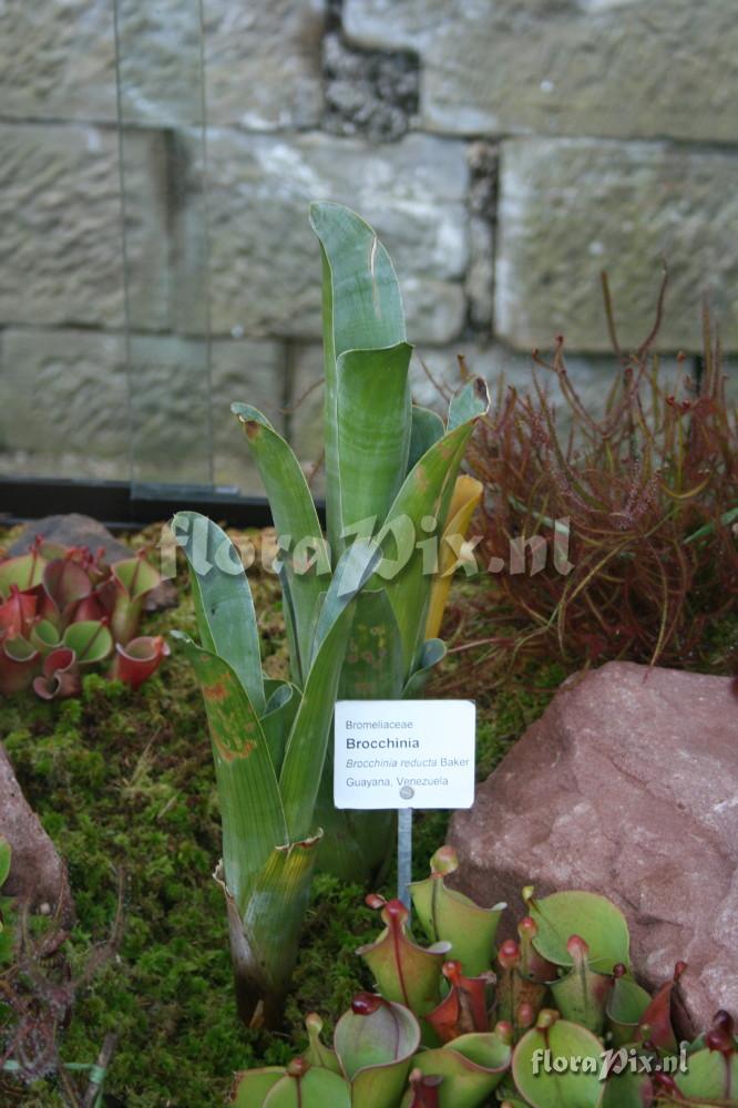 Brocchinia reducta