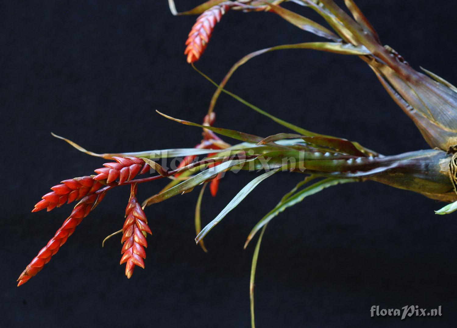 Tillandsia diaguitensis 2001GR01054