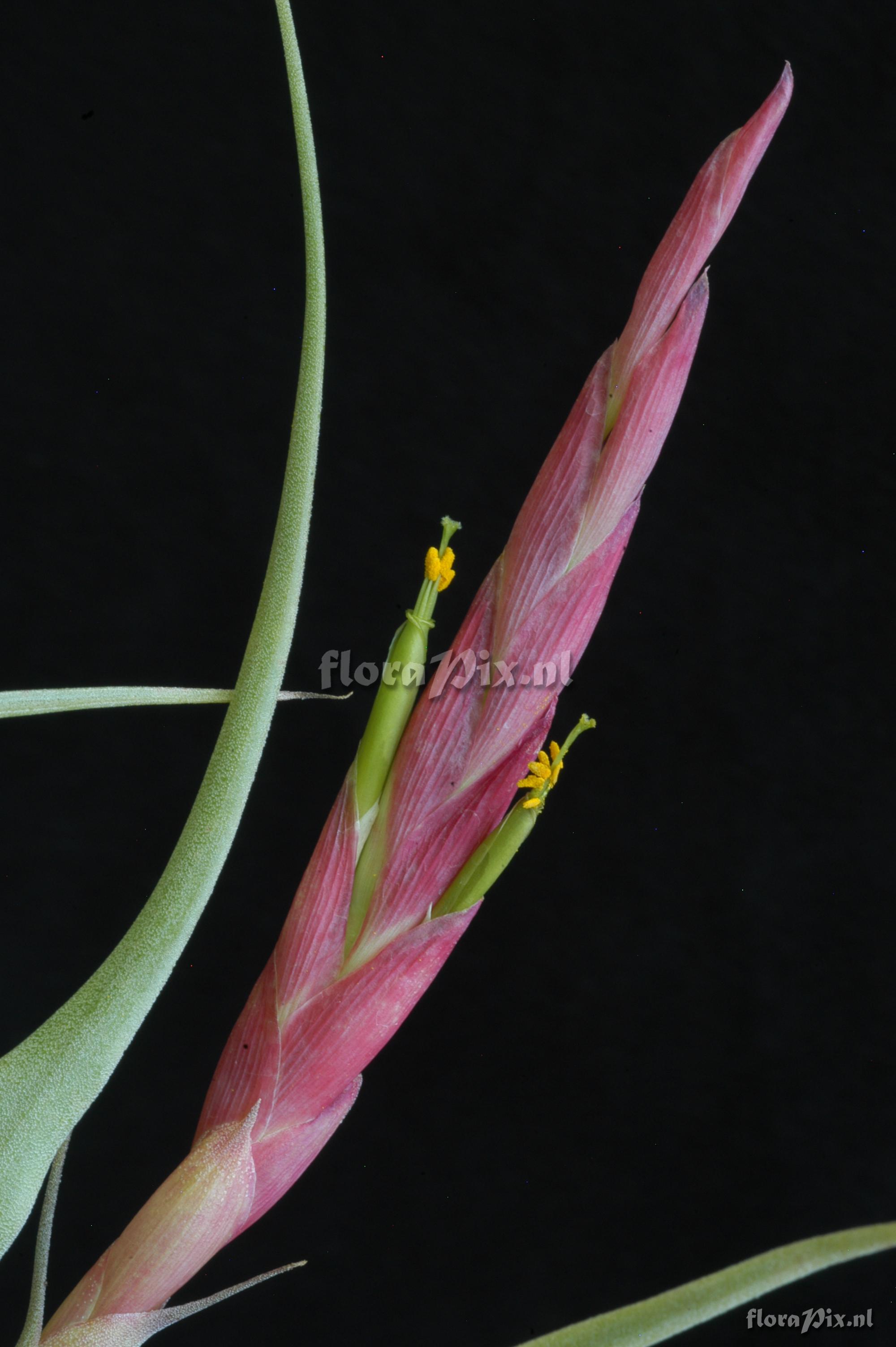 Tillandsia achyrostachys var. achyrostachys