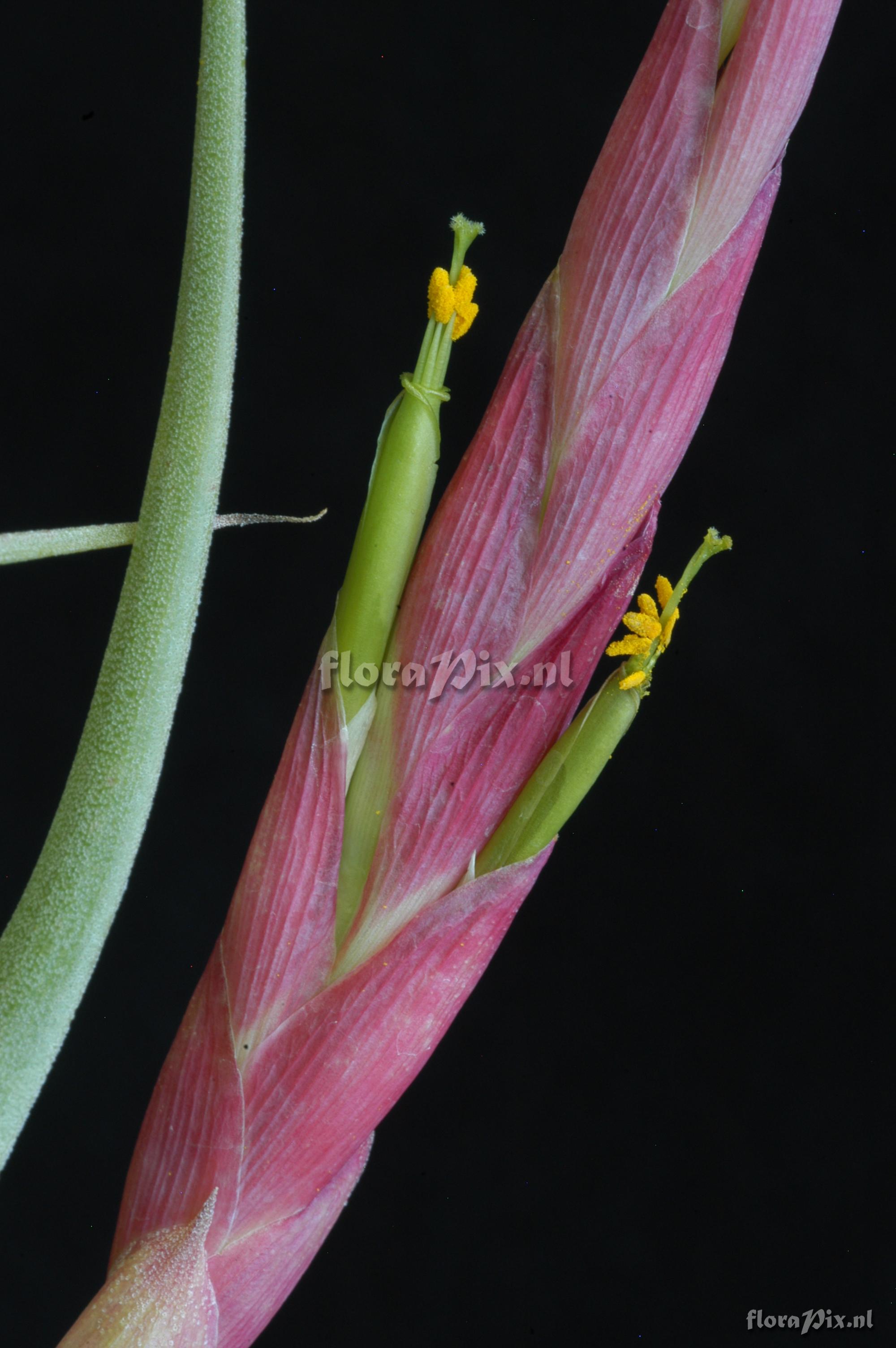 Tillandsia achyrostachys var. achyrostachys