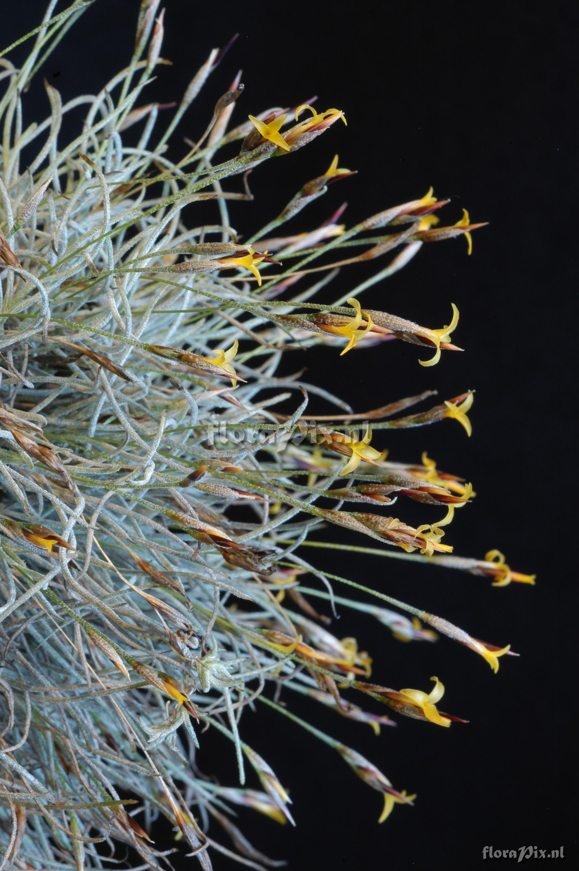 Tillandsia aff. capillaris