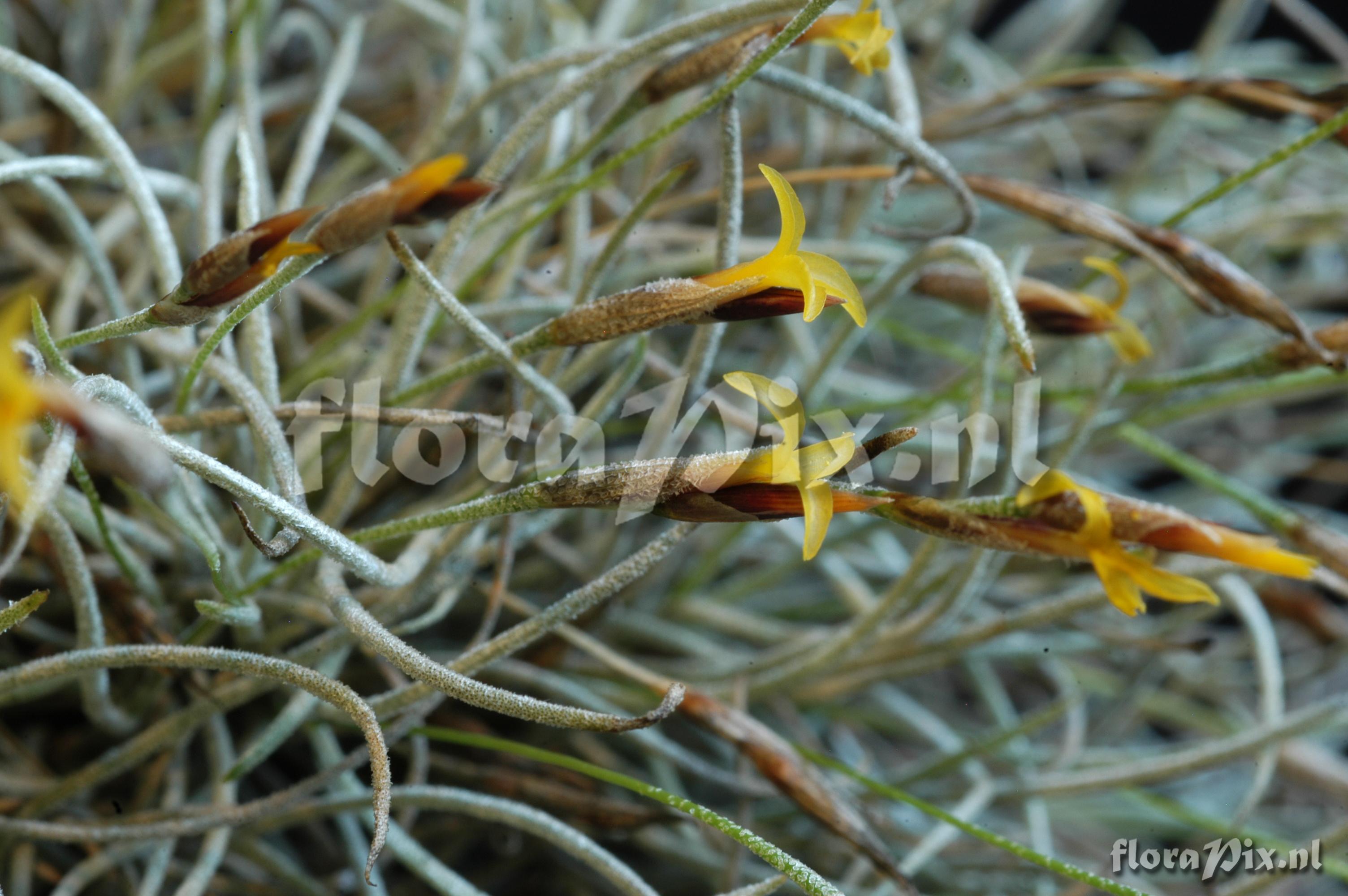 Tillandsia aff. capillaris