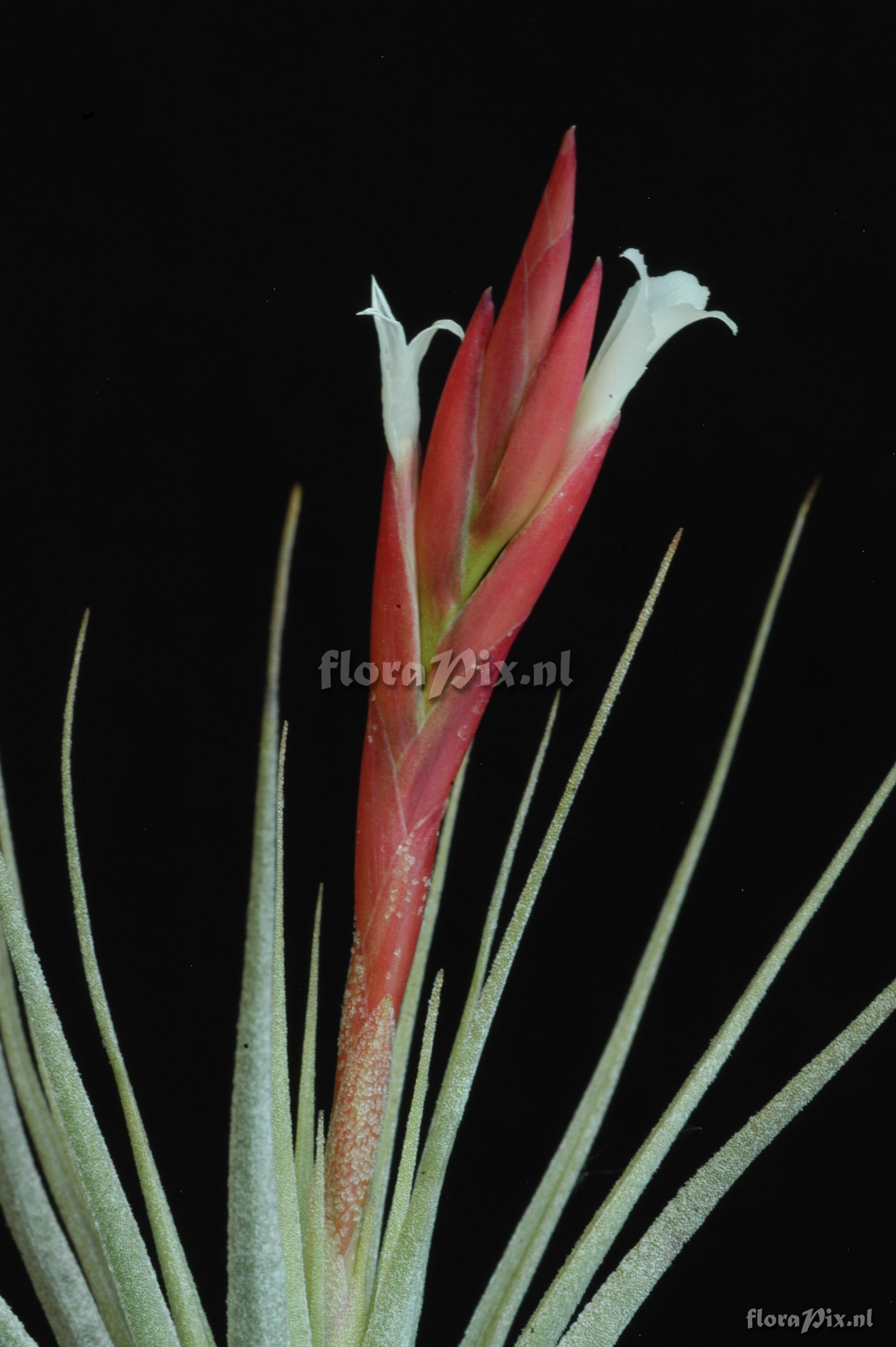 Tillandsia aff. caulescens