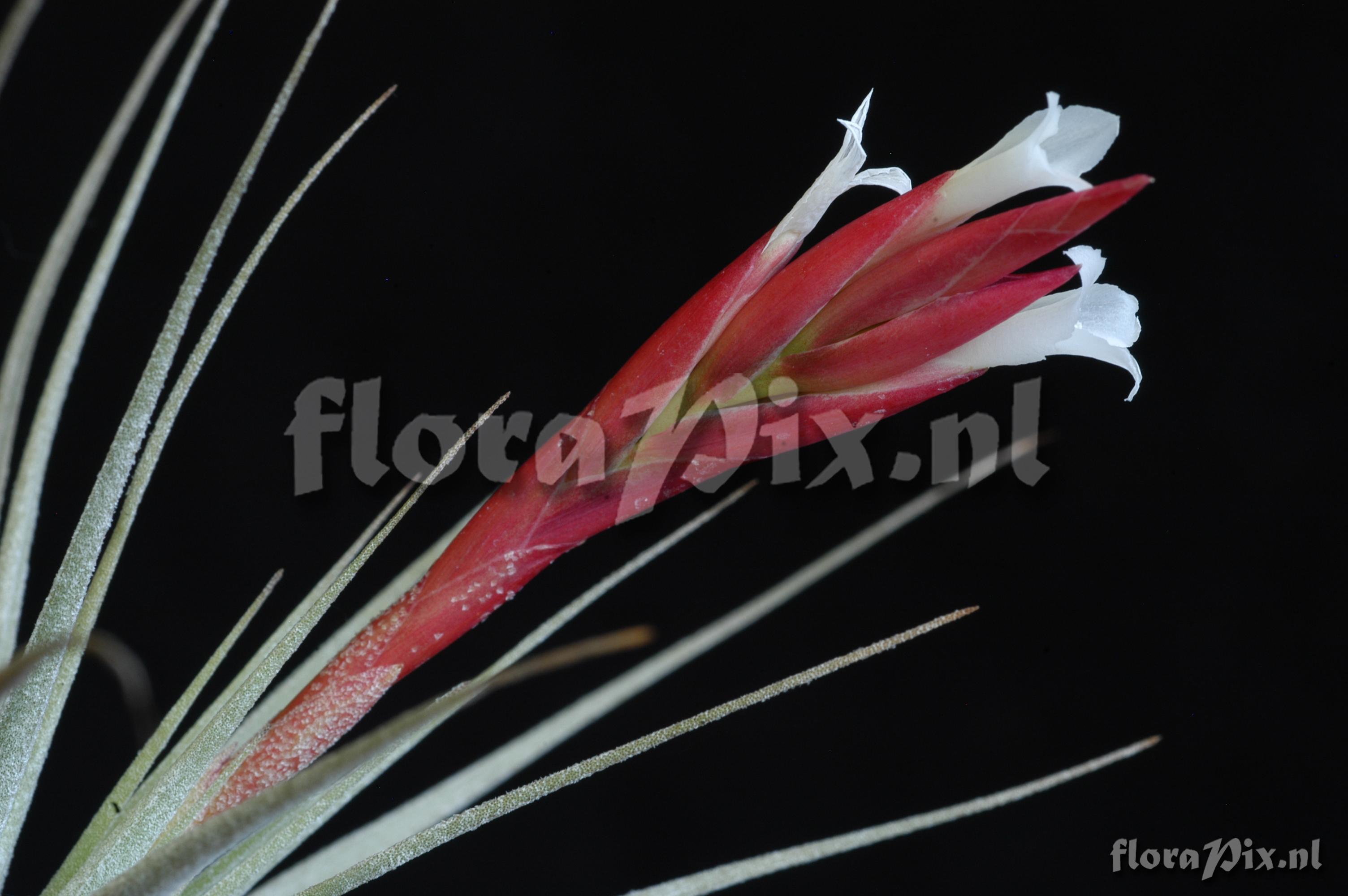 Tillandsia aff. caulescens