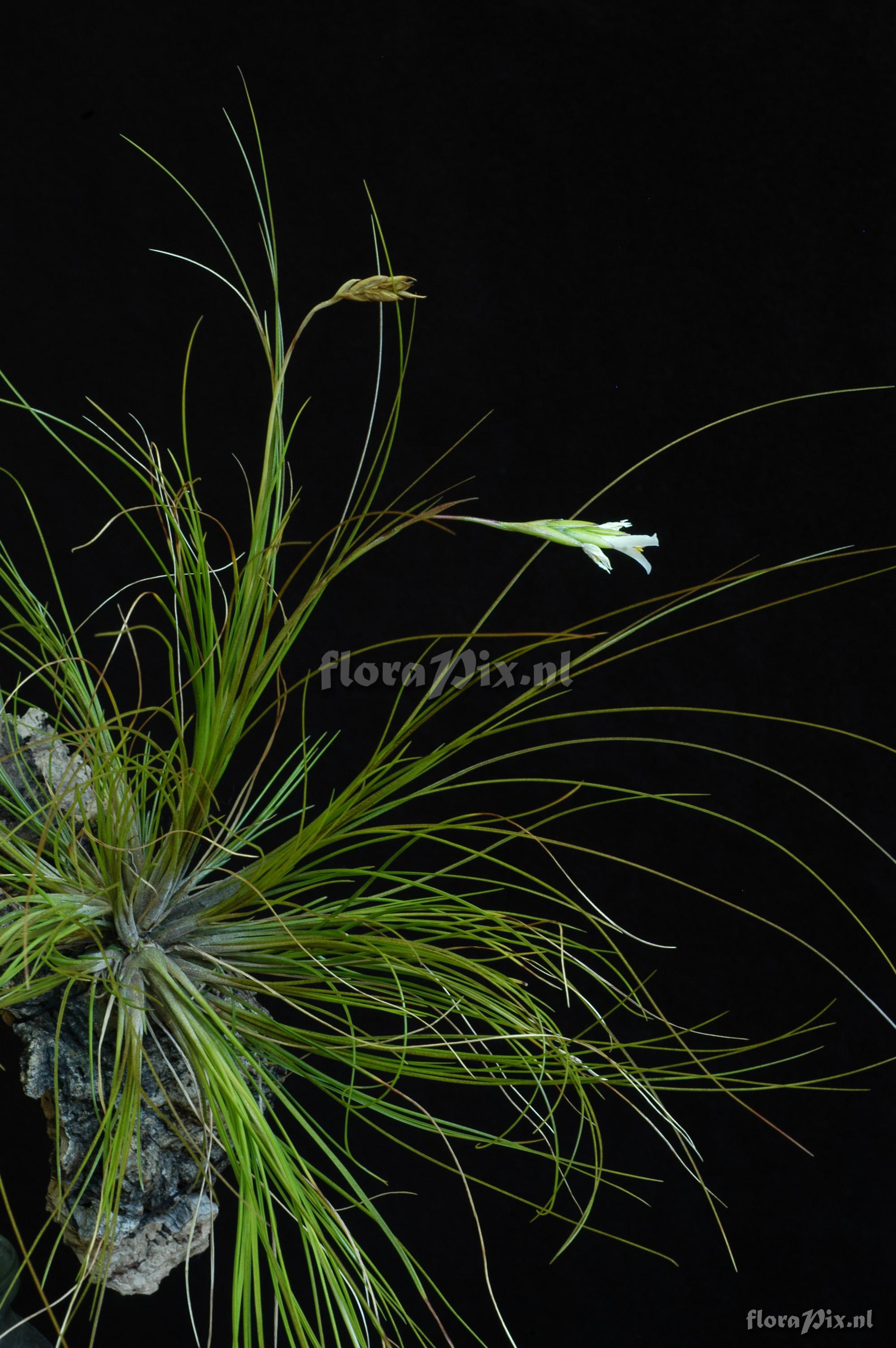 Tillandsia alvareziae