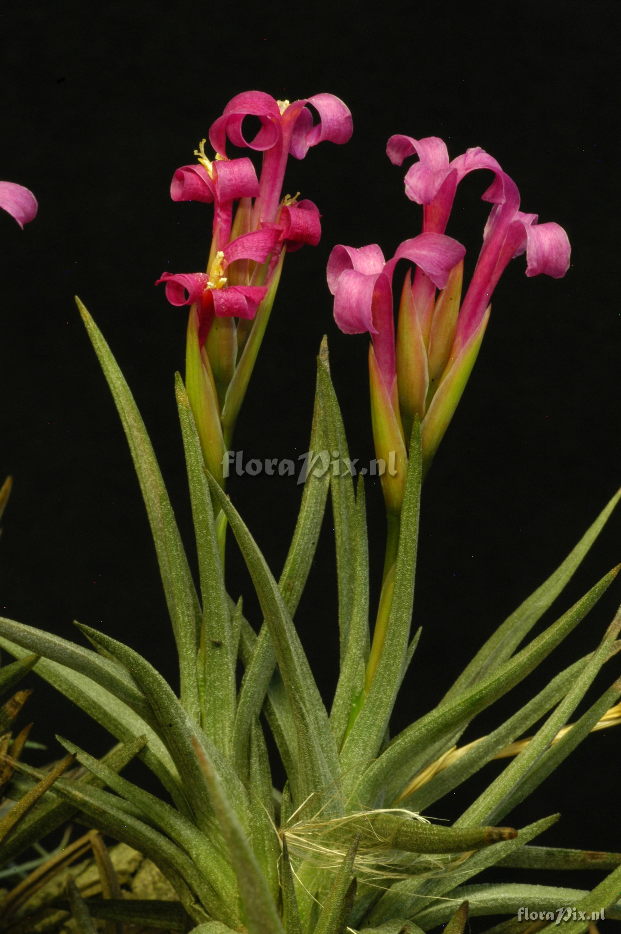 Tillandsia argentina