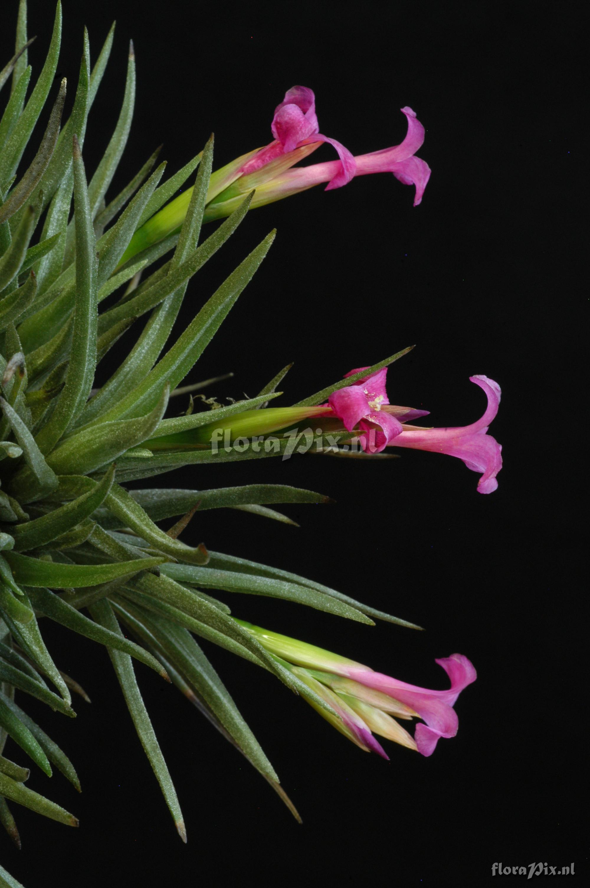 Tillandsia argentina