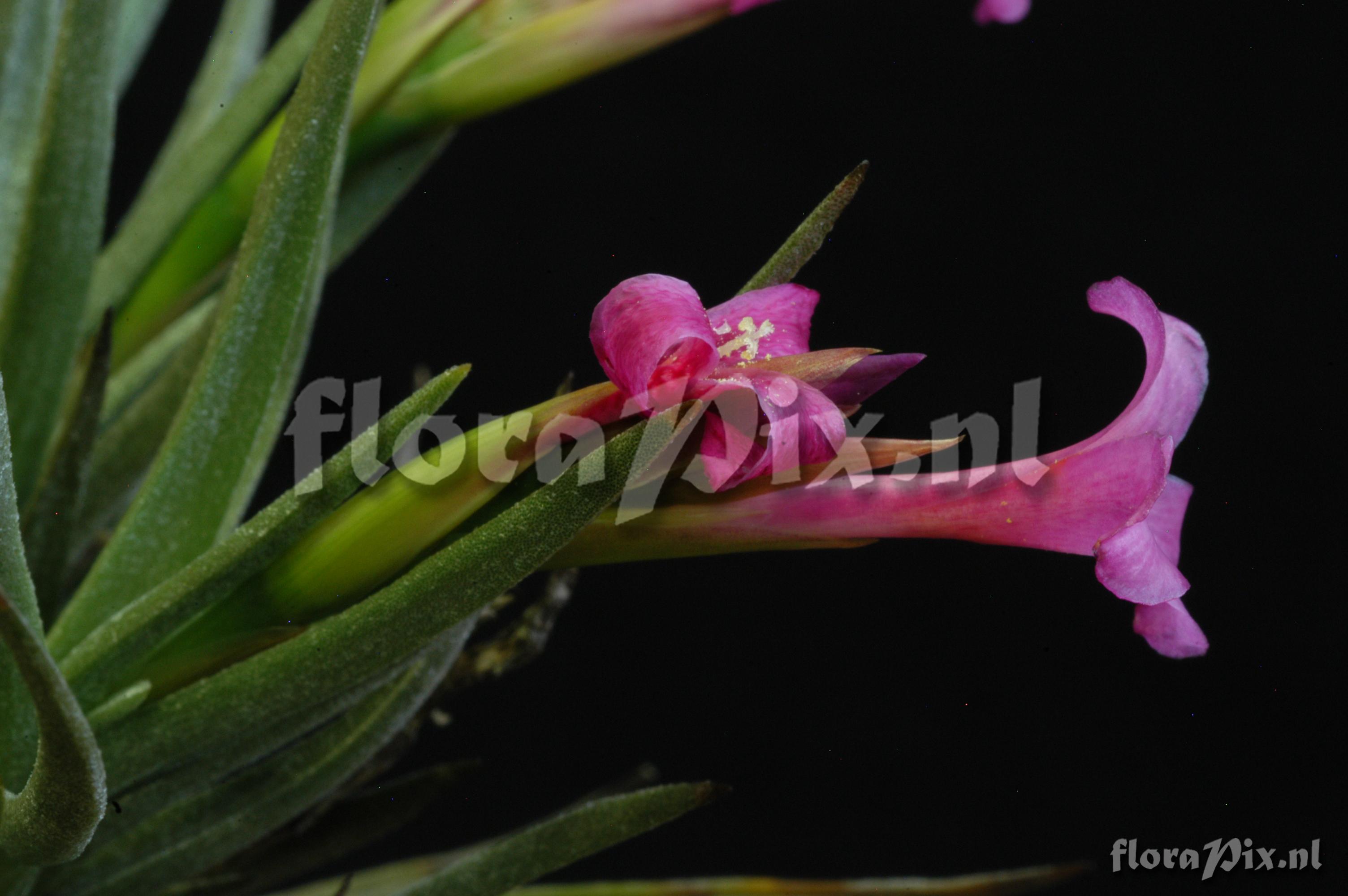 Tillandsia argentina