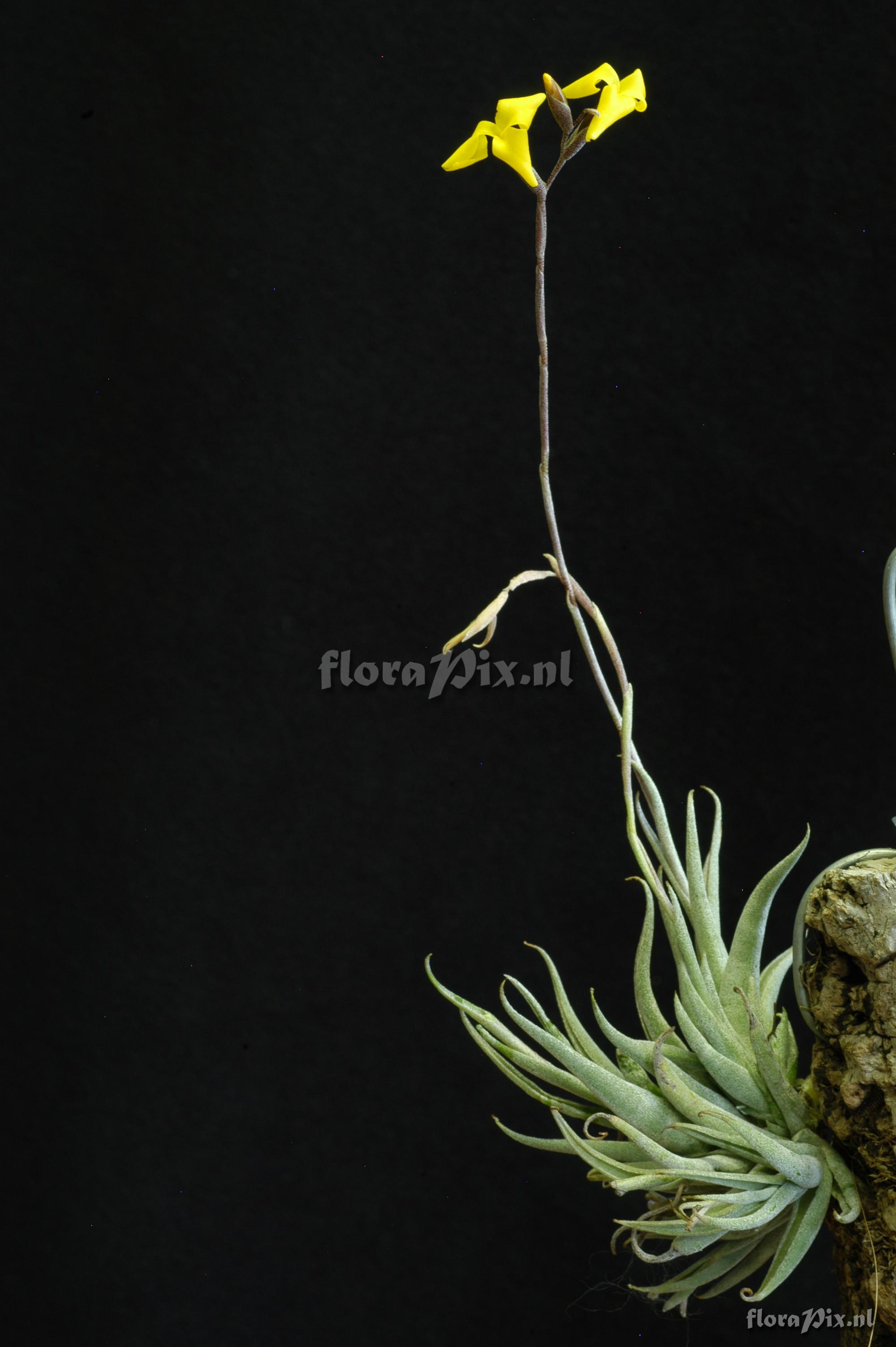 Tillandsia aurea