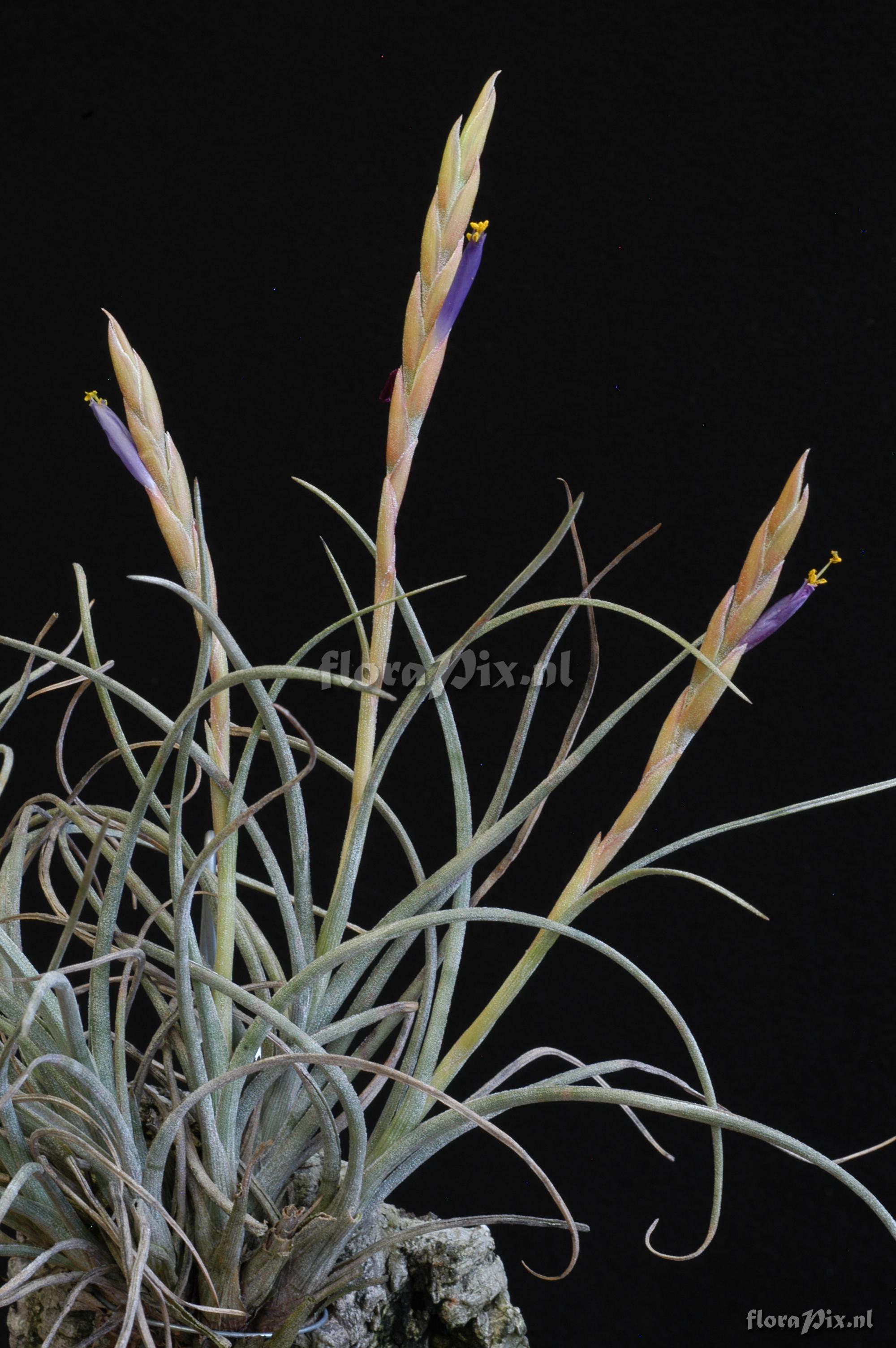 Tillandsia baileyi