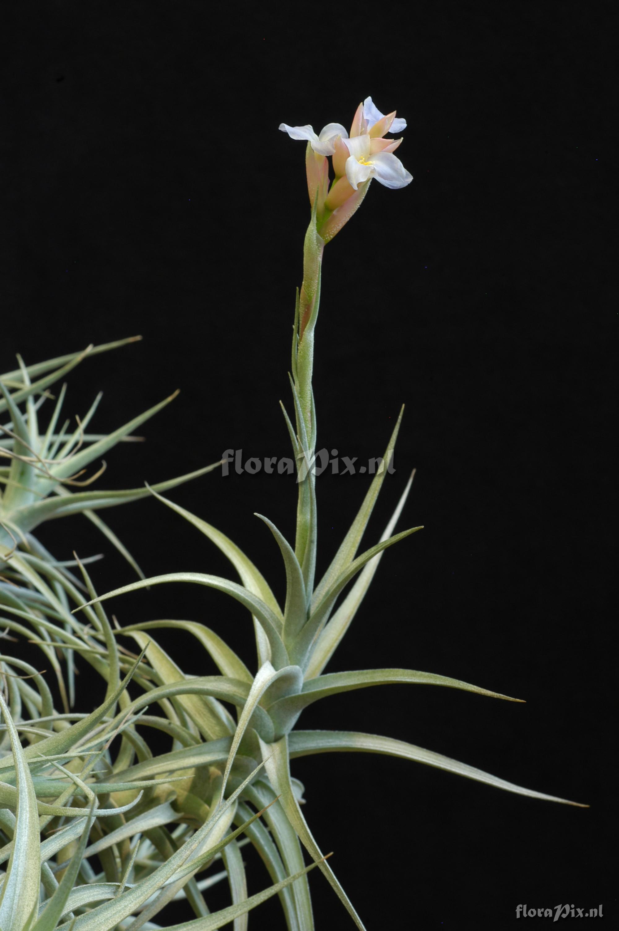 Tillandsia bergeri