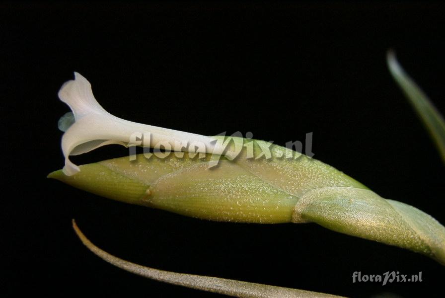 Tillandsia bermejoensis