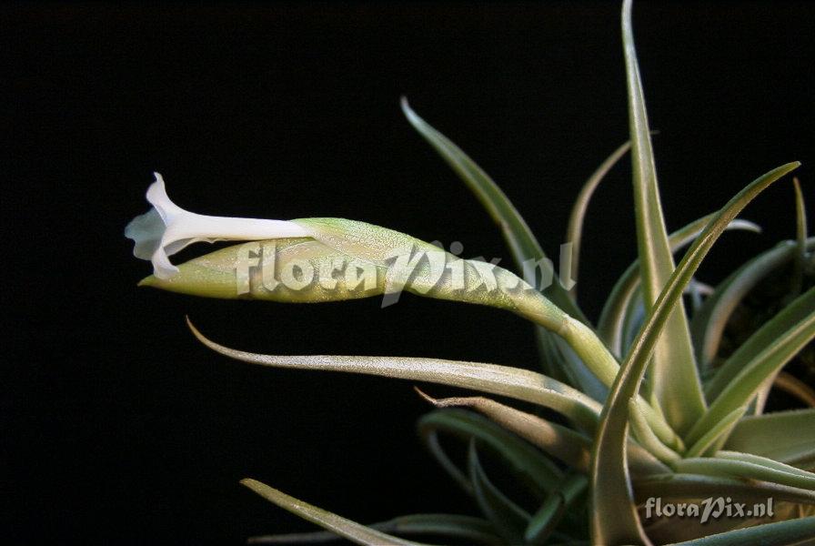 Tillandsia bermejoensis