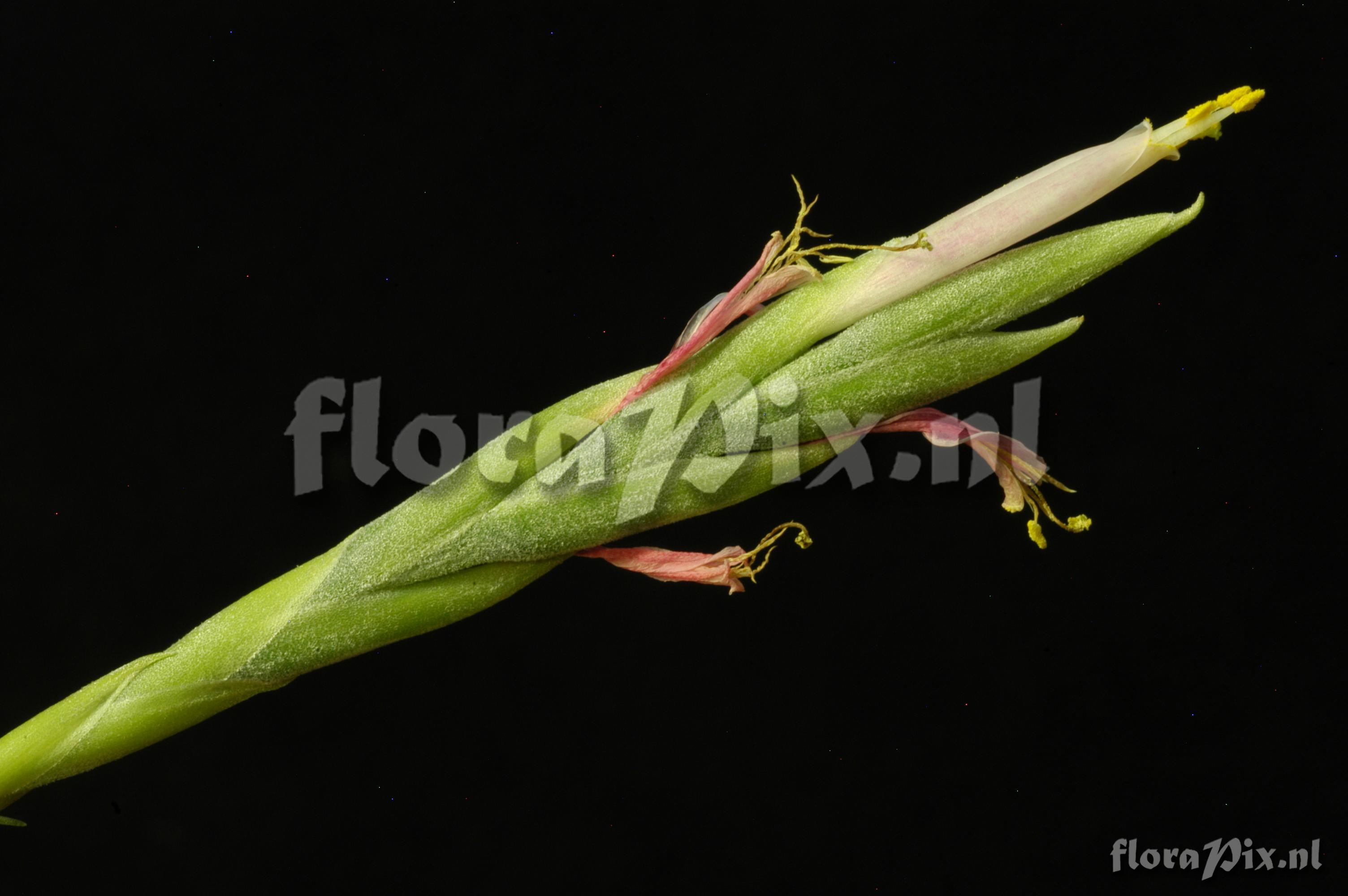 Tillandsia butzii var. roseiflora