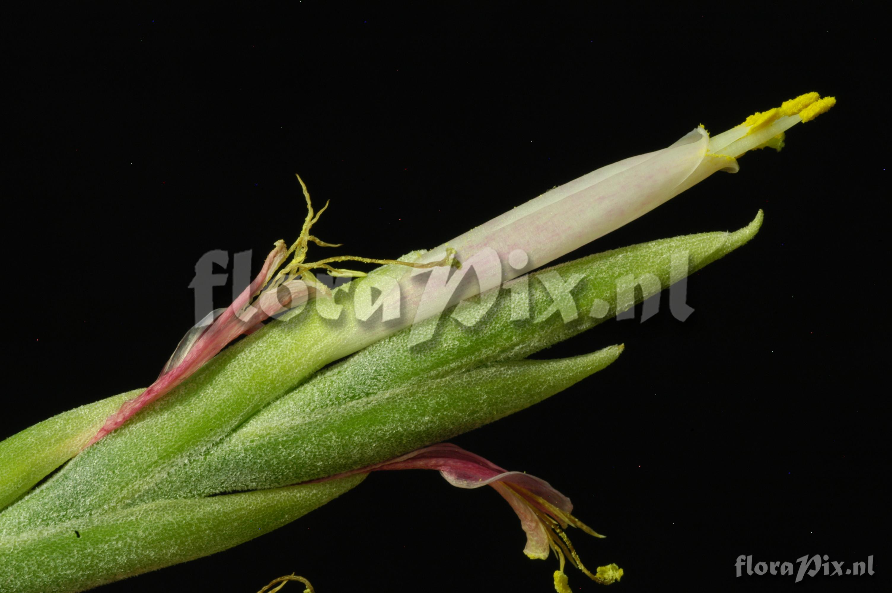 Tillandsia butzii var. roseiflora