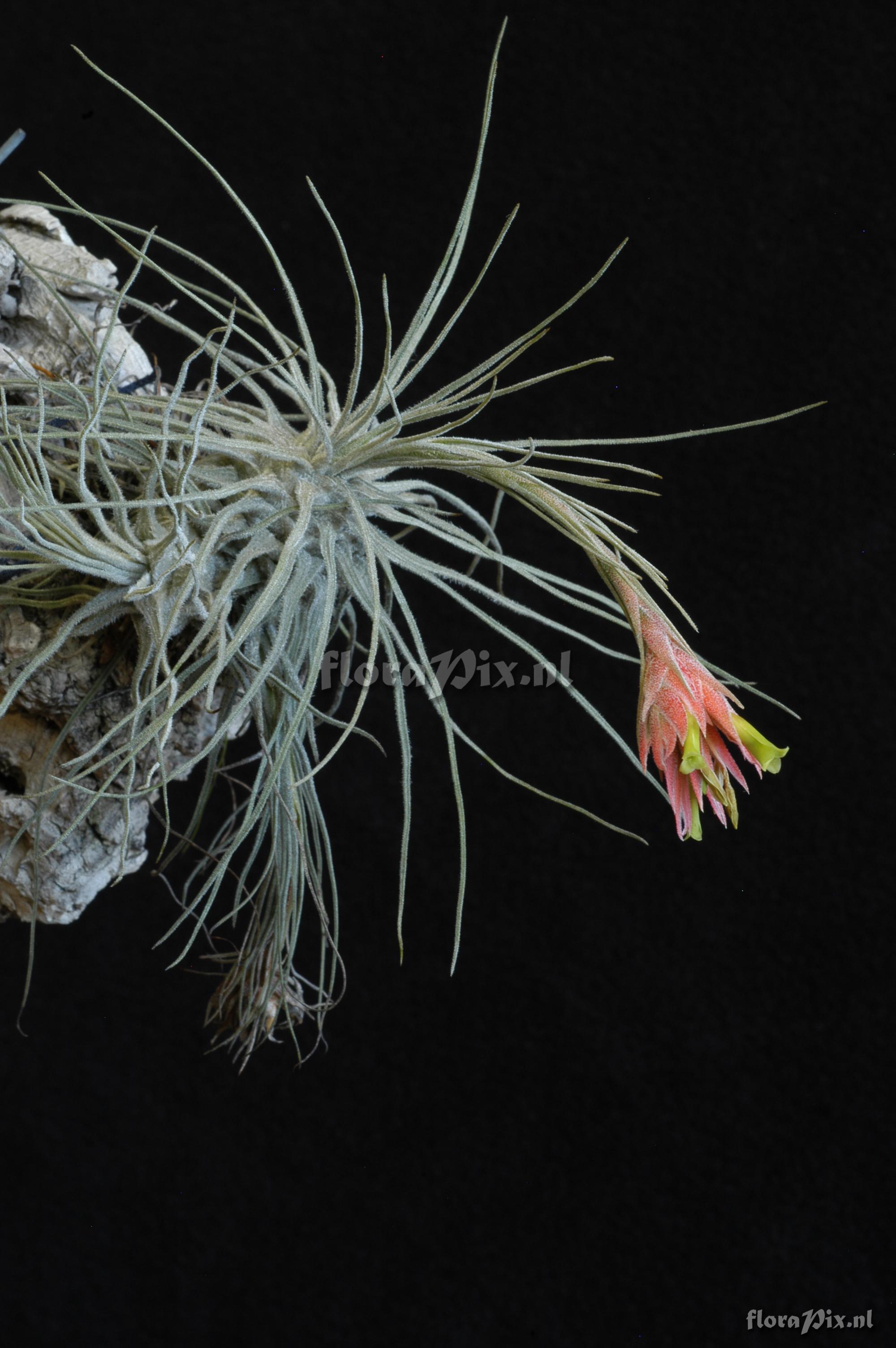 Tillandsia caballosensis ined.