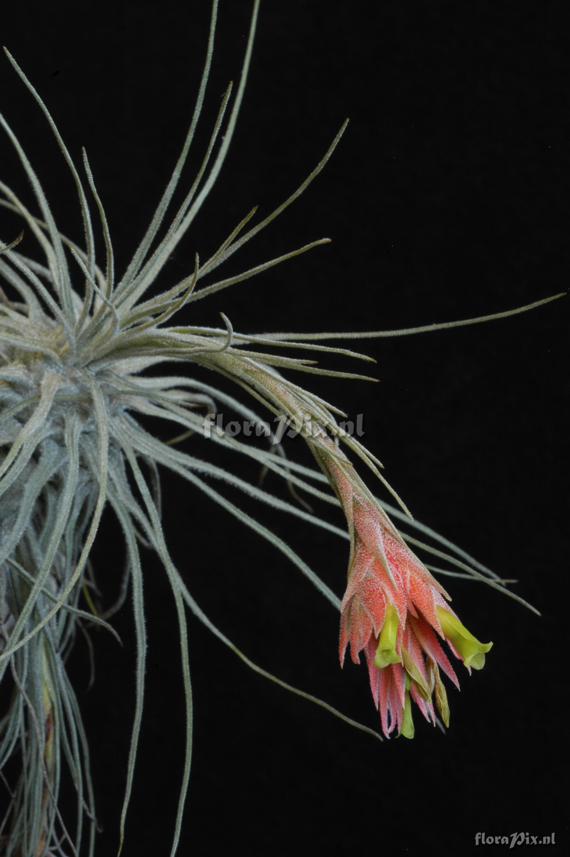 Tillandsia caballosensis ined.