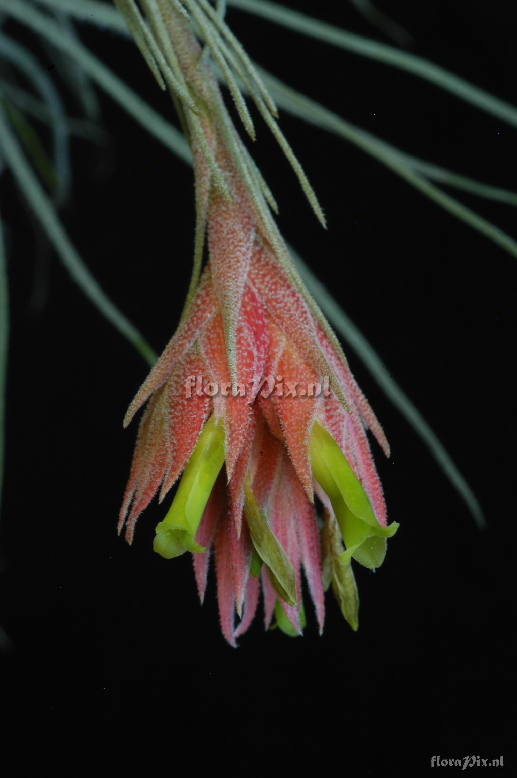 Tillandsia caballosensis ined.