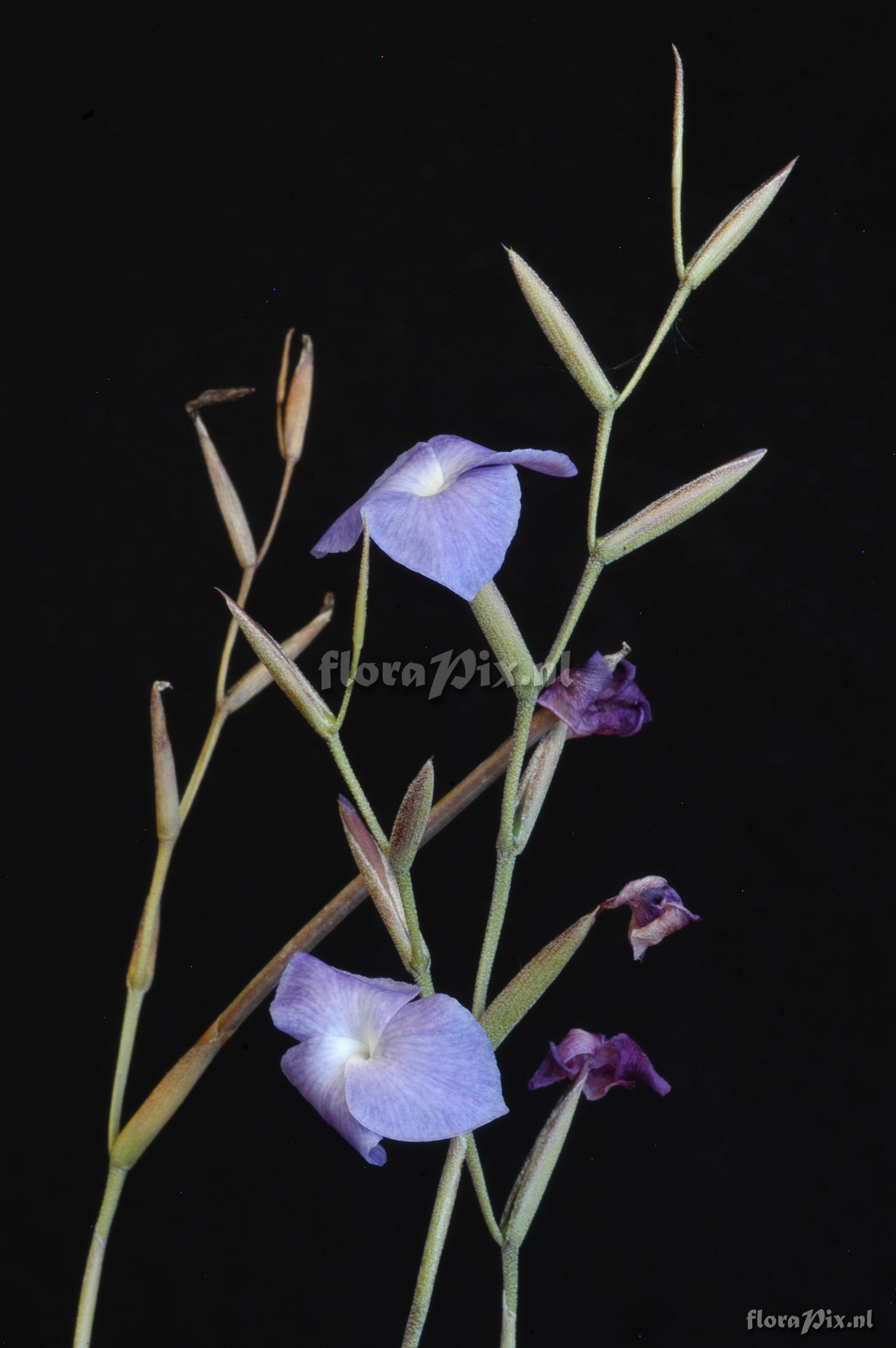 Tillandsia caerulea